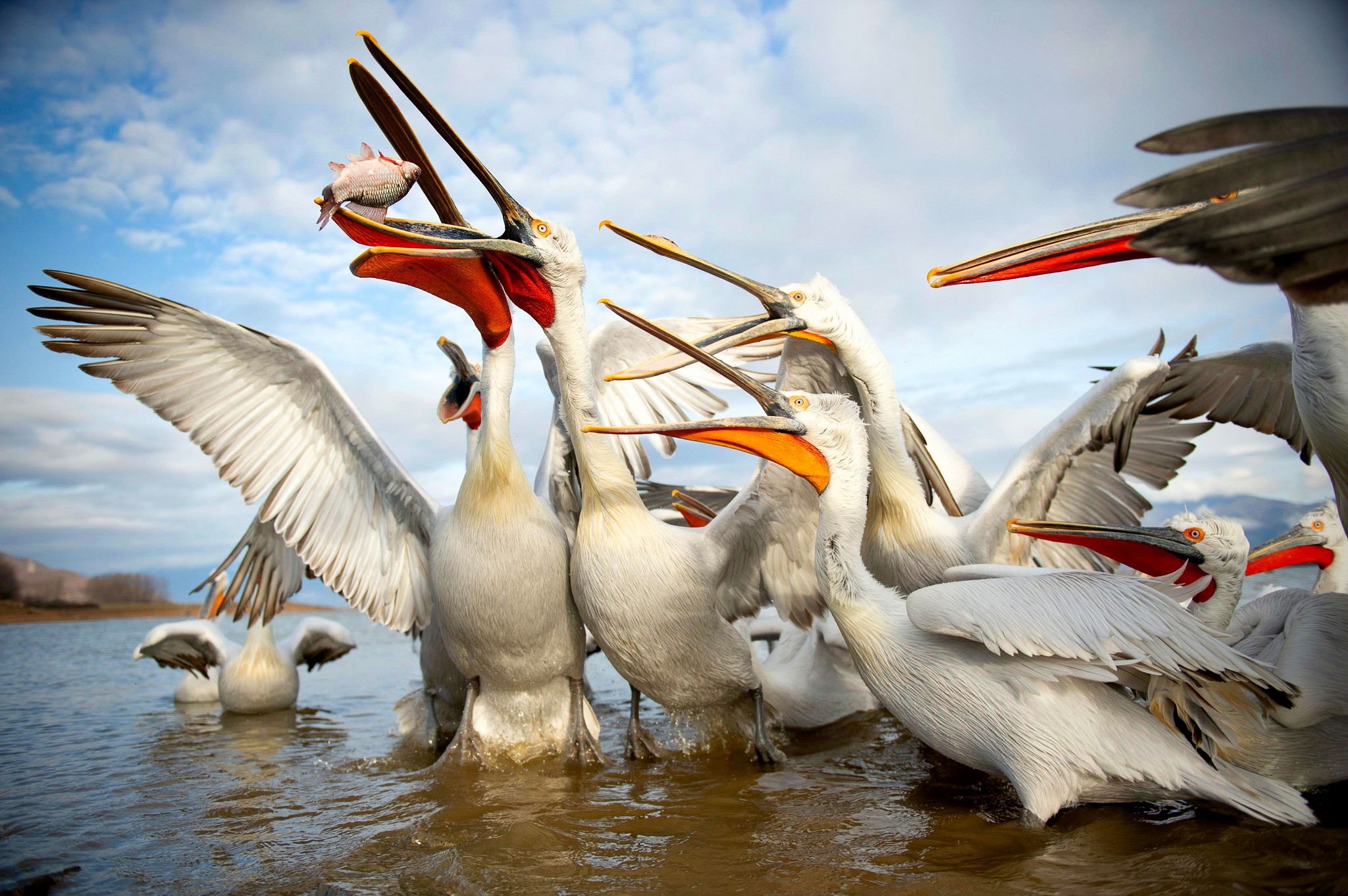 Take care of your beaks - Pelican, Birds, Wild animals, Fishing, Interesting, Greece, Macedonia, Reservoir, Longpost, Around the world