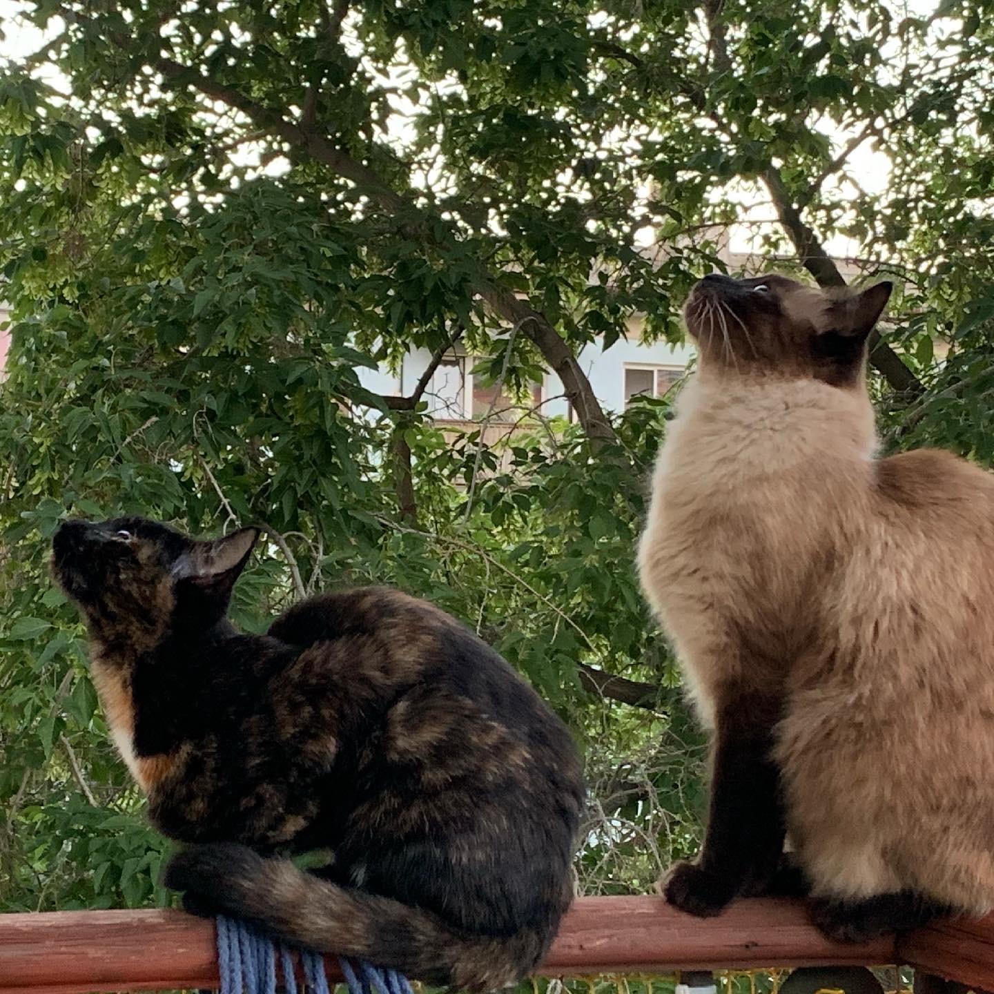 Some summer synchronous cats - cat, Nostalgia, Longpost