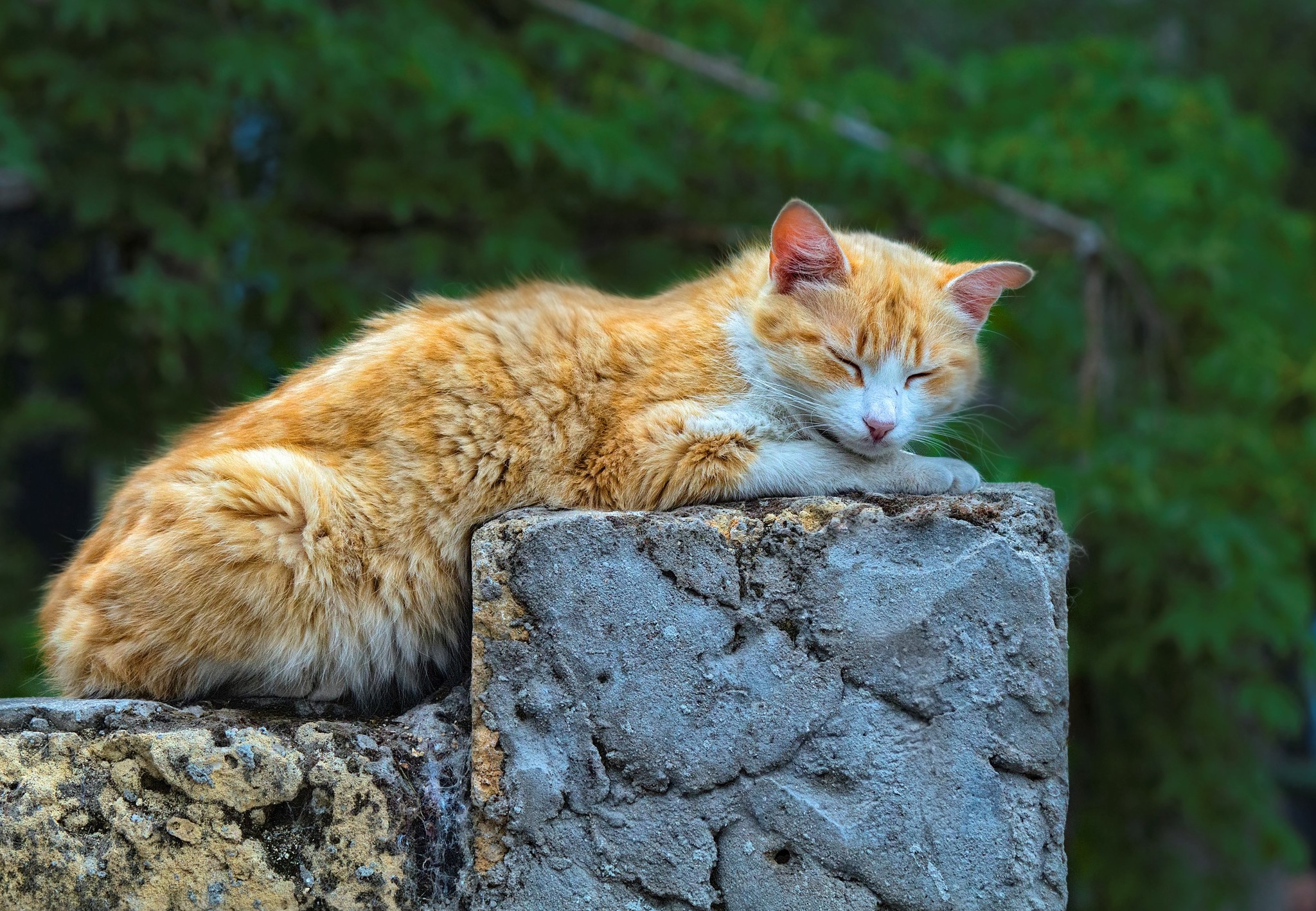 Step - My, Crimea, Evpatoria, cat, Dream, The photo