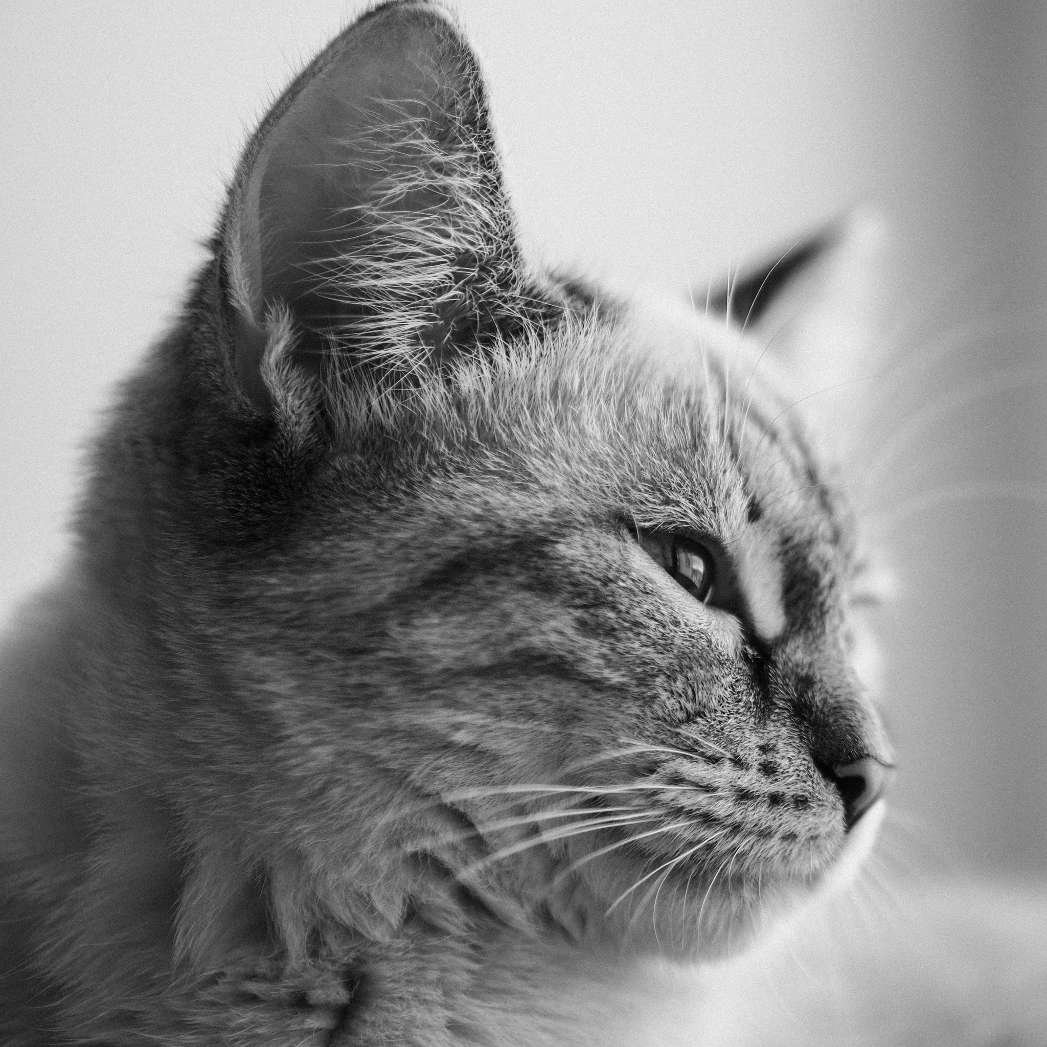 Cat 1.8 - My, cat, Olympus, Black and white, Longpost