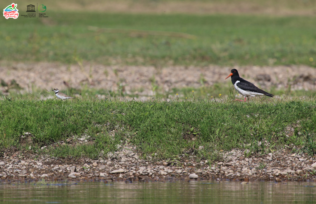 Oystercatcher in the geopark 