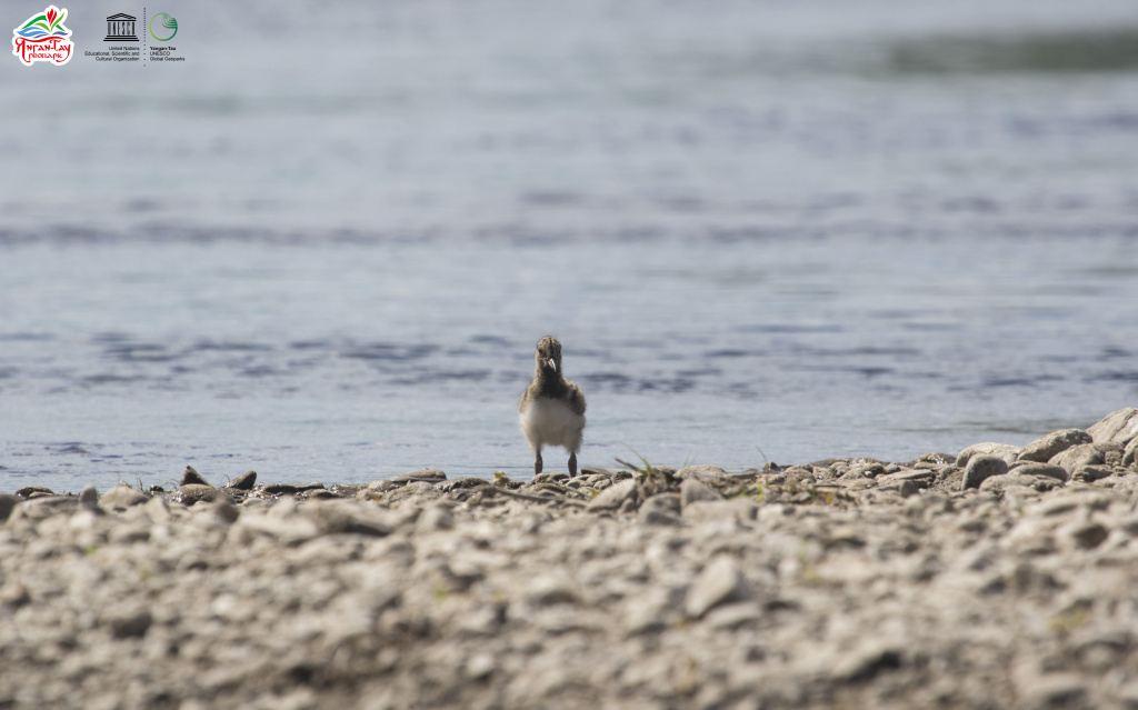 Oystercatcher in the geopark 