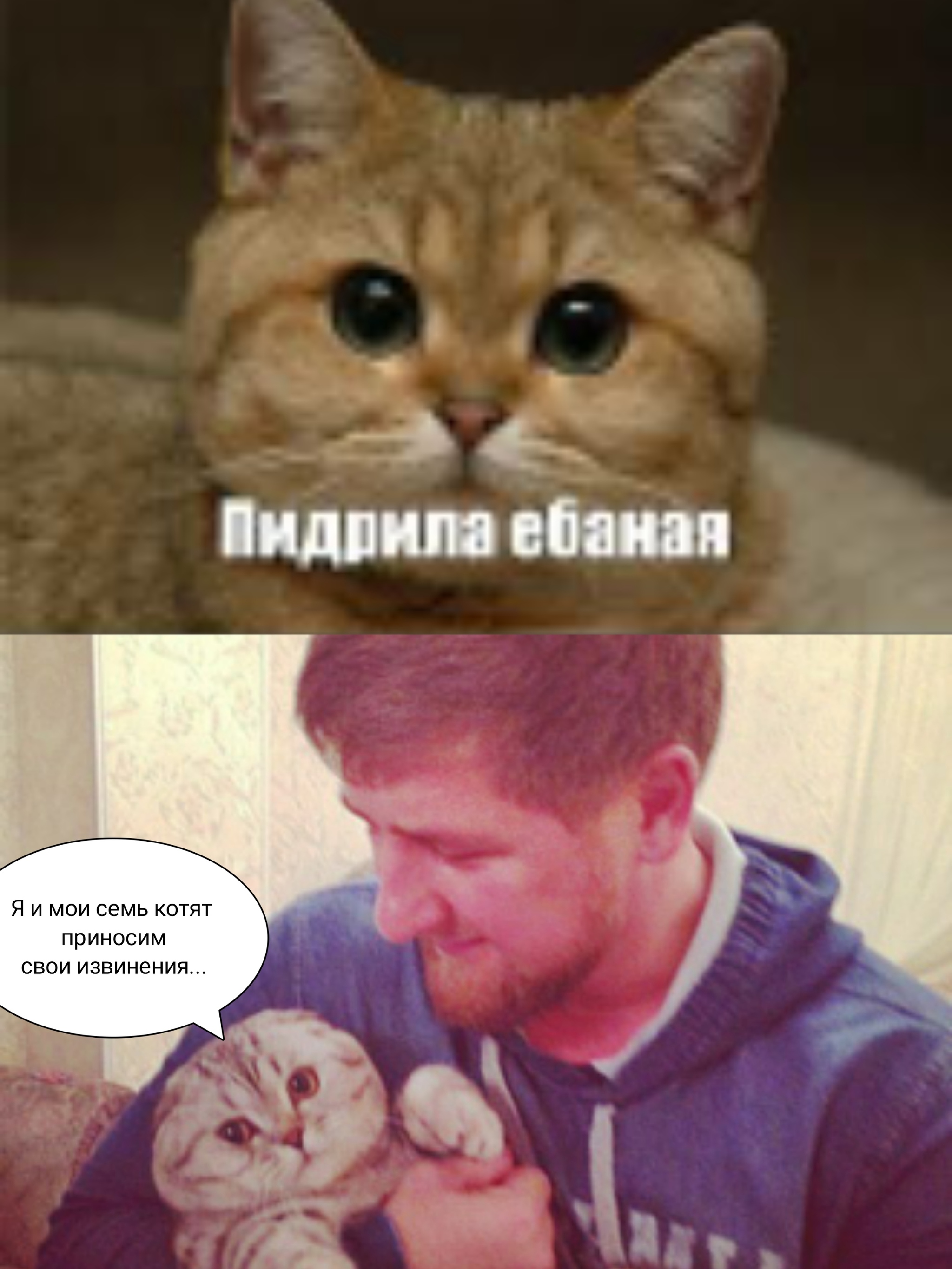 Извинись прикол