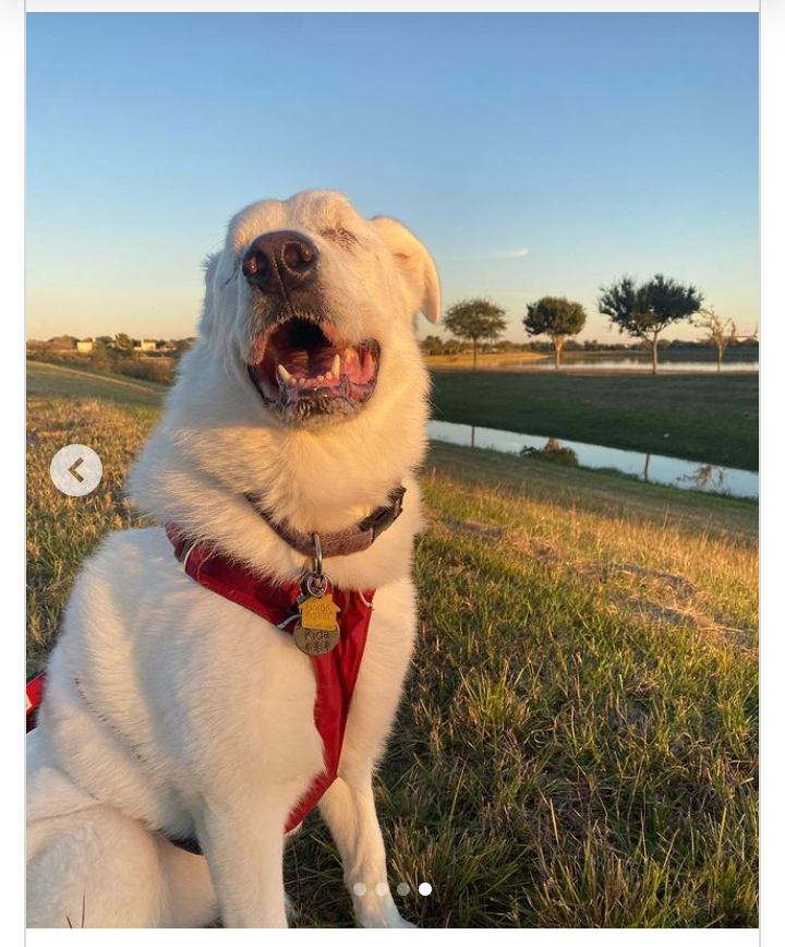 A blind dog found out that she was being taken to her favorite park... - Dog, Pets, Interesting, Kindness, Disease, Blindness, Video, Longpost