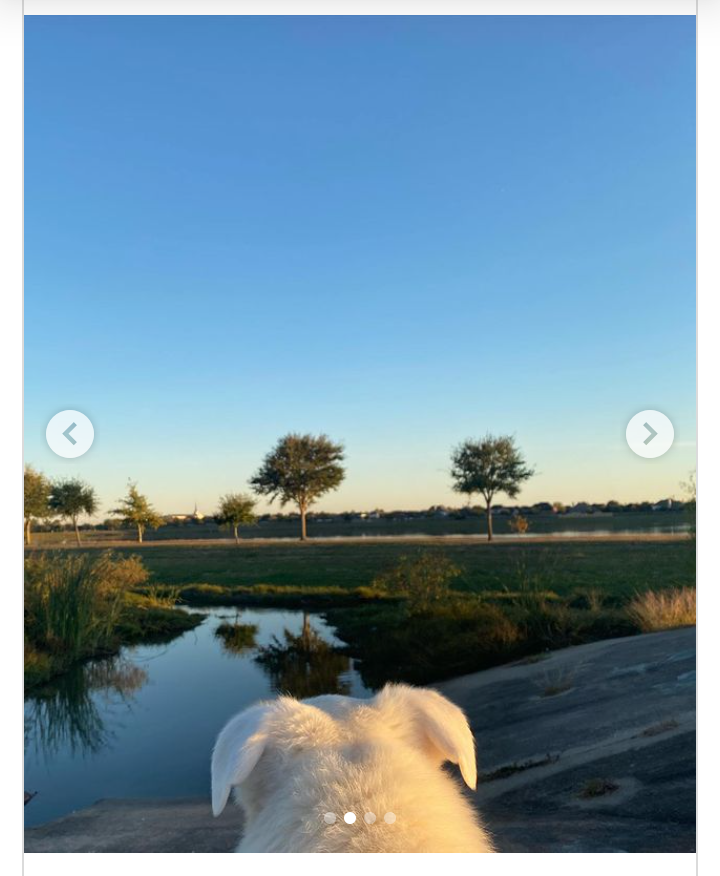 A blind dog found out that she was being taken to her favorite park... - Dog, Pets, Interesting, Kindness, Disease, Blindness, Video, Longpost