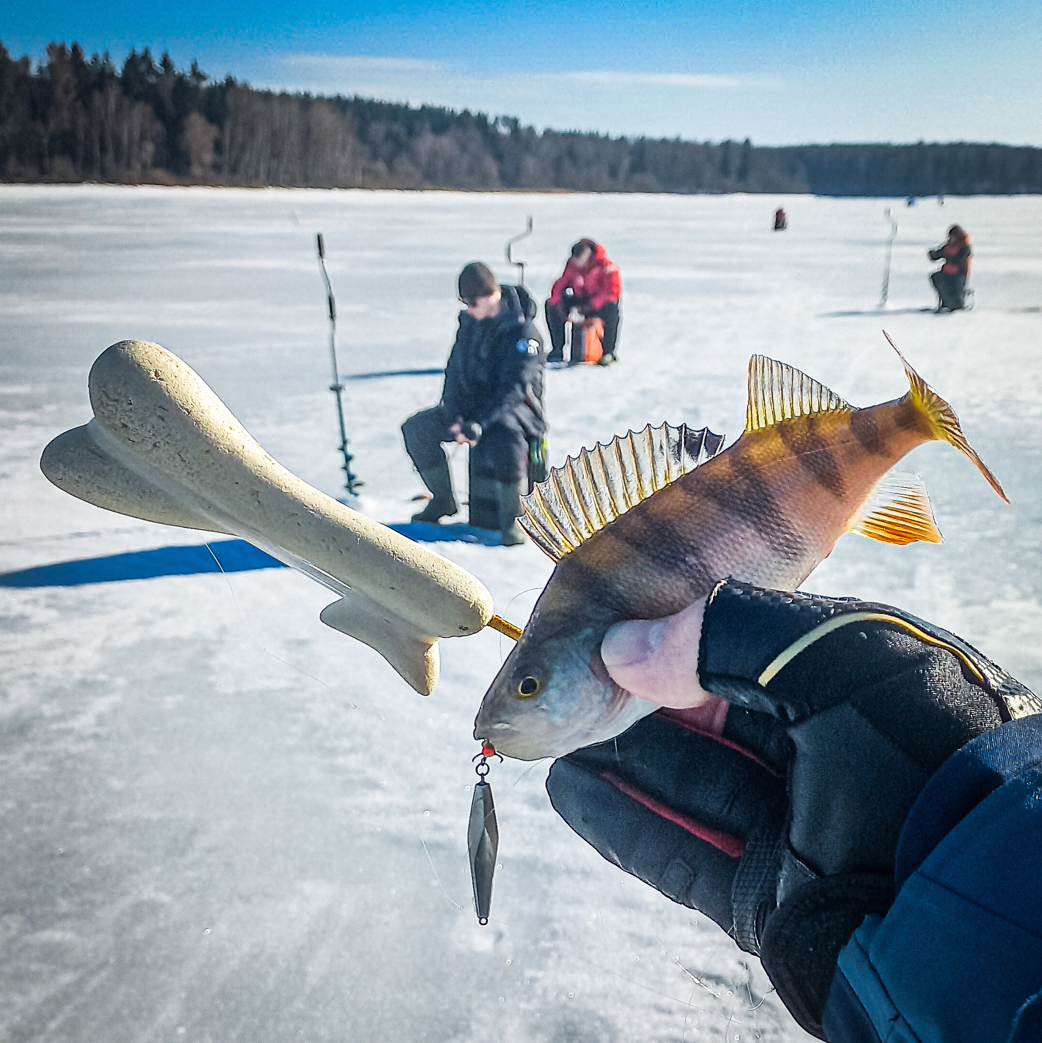 Winter fishing. - My, Fishing, Spoon, Winter fishing, Ice, Perch, Sport fishing, A fish, Fishermen, Video, Longpost, Video blog