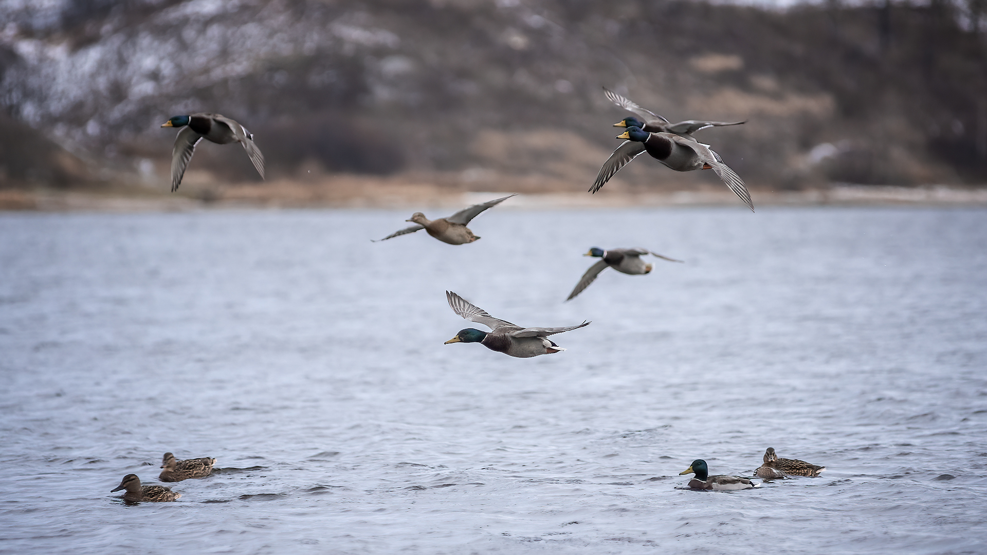 Ducks, a lot of photos with ducks)) - My, Volga river, Duck, Autumn, Children, The photo, Longpost