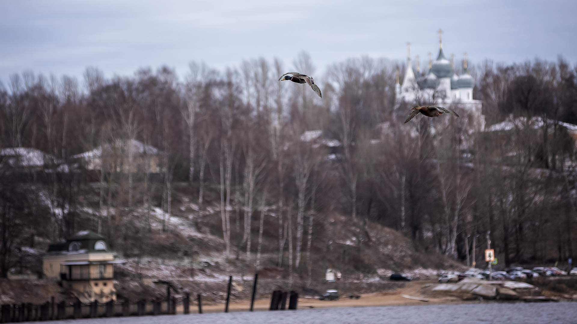 Ducks, a lot of photos with ducks)) - My, Volga river, Duck, Autumn, Children, The photo, Longpost