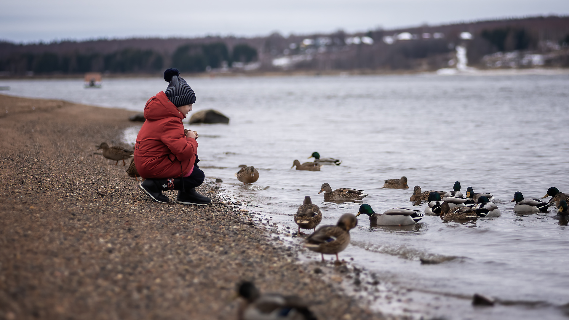 Ducks, a lot of photos with ducks)) - My, Volga river, Duck, Autumn, Children, The photo, Longpost