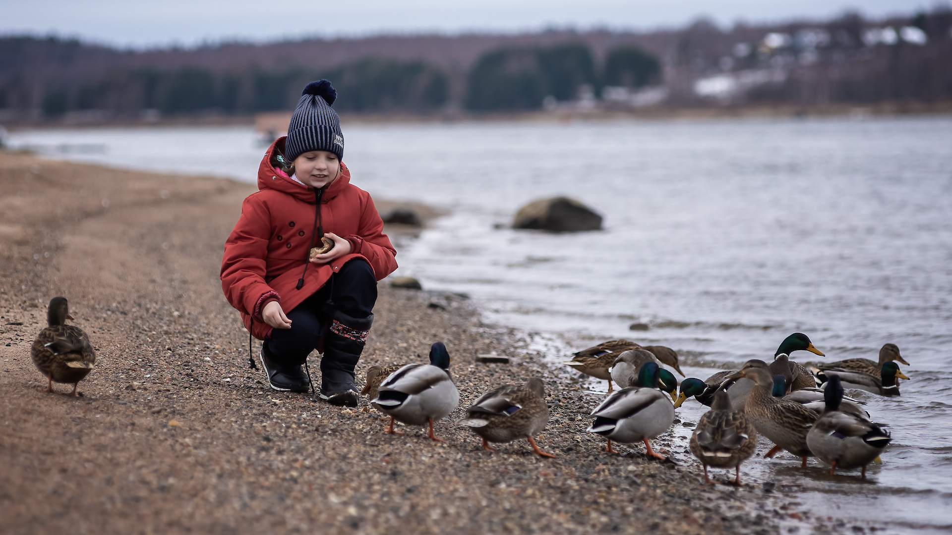 Ducks, a lot of photos with ducks)) - My, Volga river, Duck, Autumn, Children, The photo, Longpost