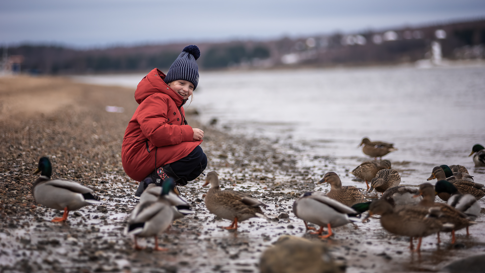 Ducks, a lot of photos with ducks)) - My, Volga river, Duck, Autumn, Children, The photo, Longpost