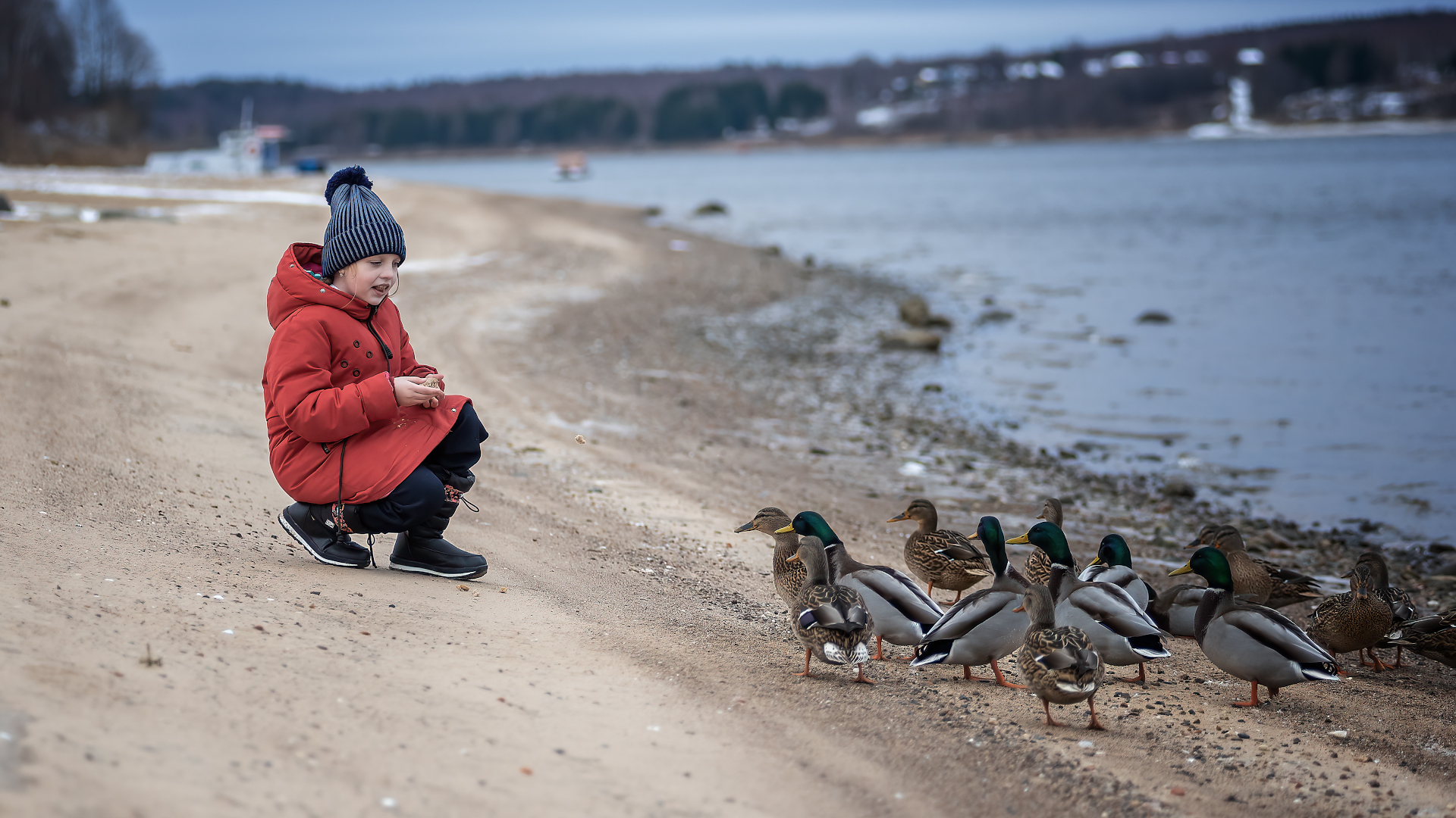 Ducks, a lot of photos with ducks)) - My, Volga river, Duck, Autumn, Children, The photo, Longpost