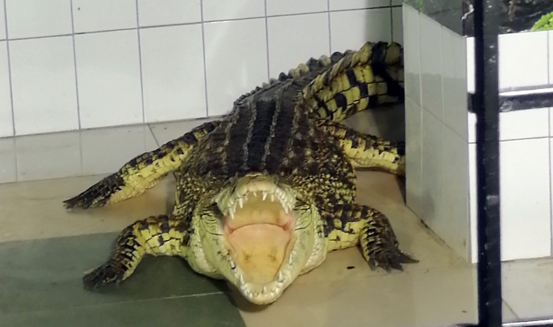 Why is it not profitable to be a crocodile dentist? - My, Penza Oceanarium, Crocodiles, Teeth, Animals, Longpost