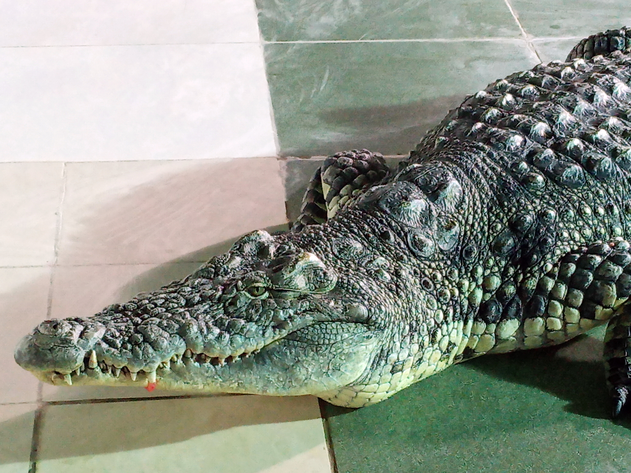 Why is it not profitable to be a crocodile dentist? - My, Penza Oceanarium, Crocodiles, Teeth, Animals, Longpost