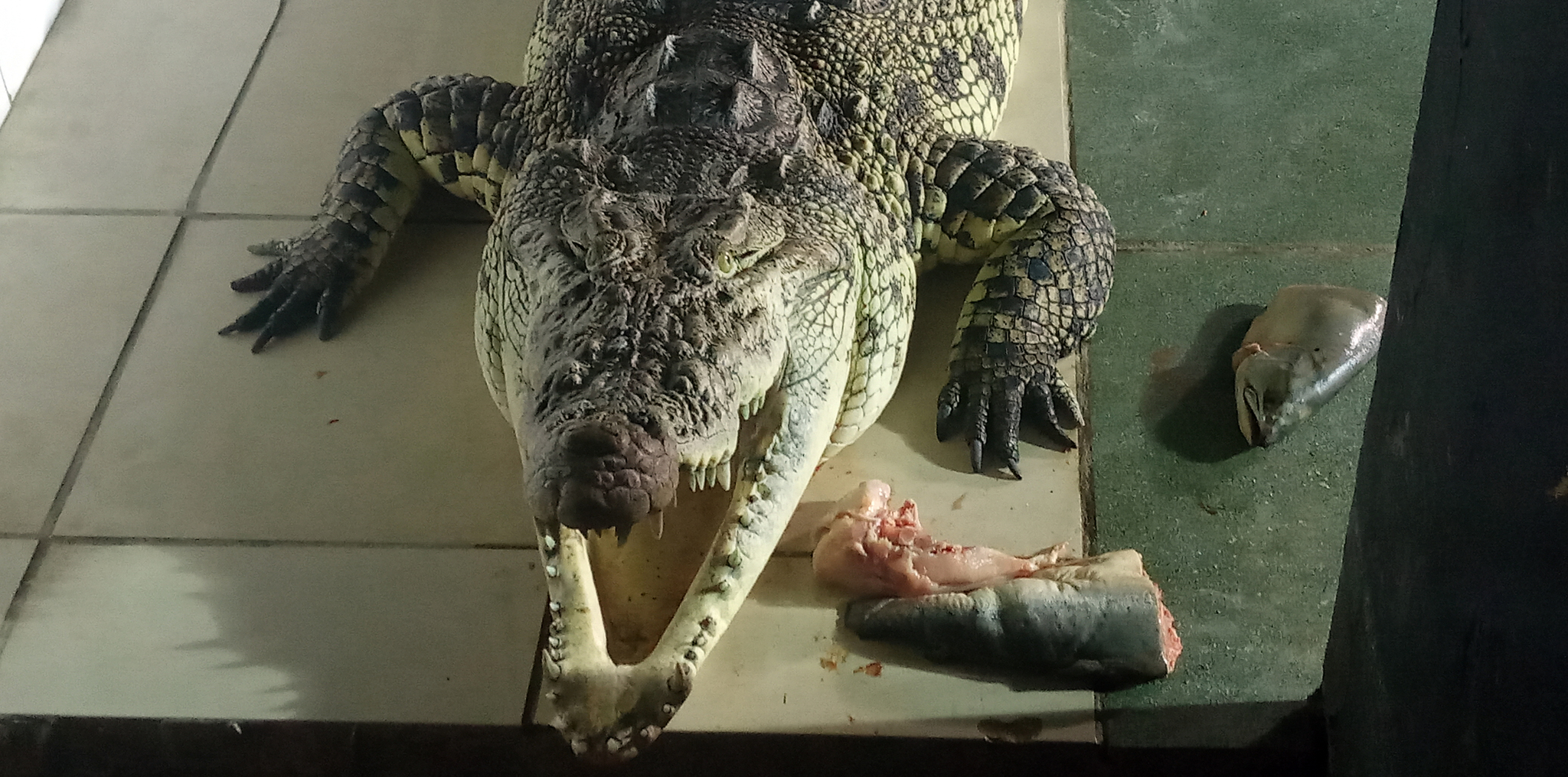 Why is it not profitable to be a crocodile dentist? - My, Penza Oceanarium, Crocodiles, Teeth, Animals, Longpost