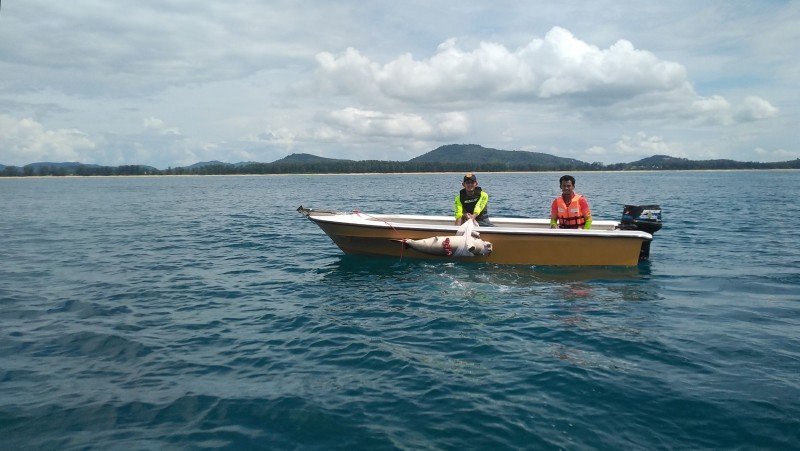 The rescue team was looking for the body of a suicide, and found a dead dugong in the water - Thailand, Phuket, news, Dugong, Suicide, Long search, Dead body, Longpost, Negative