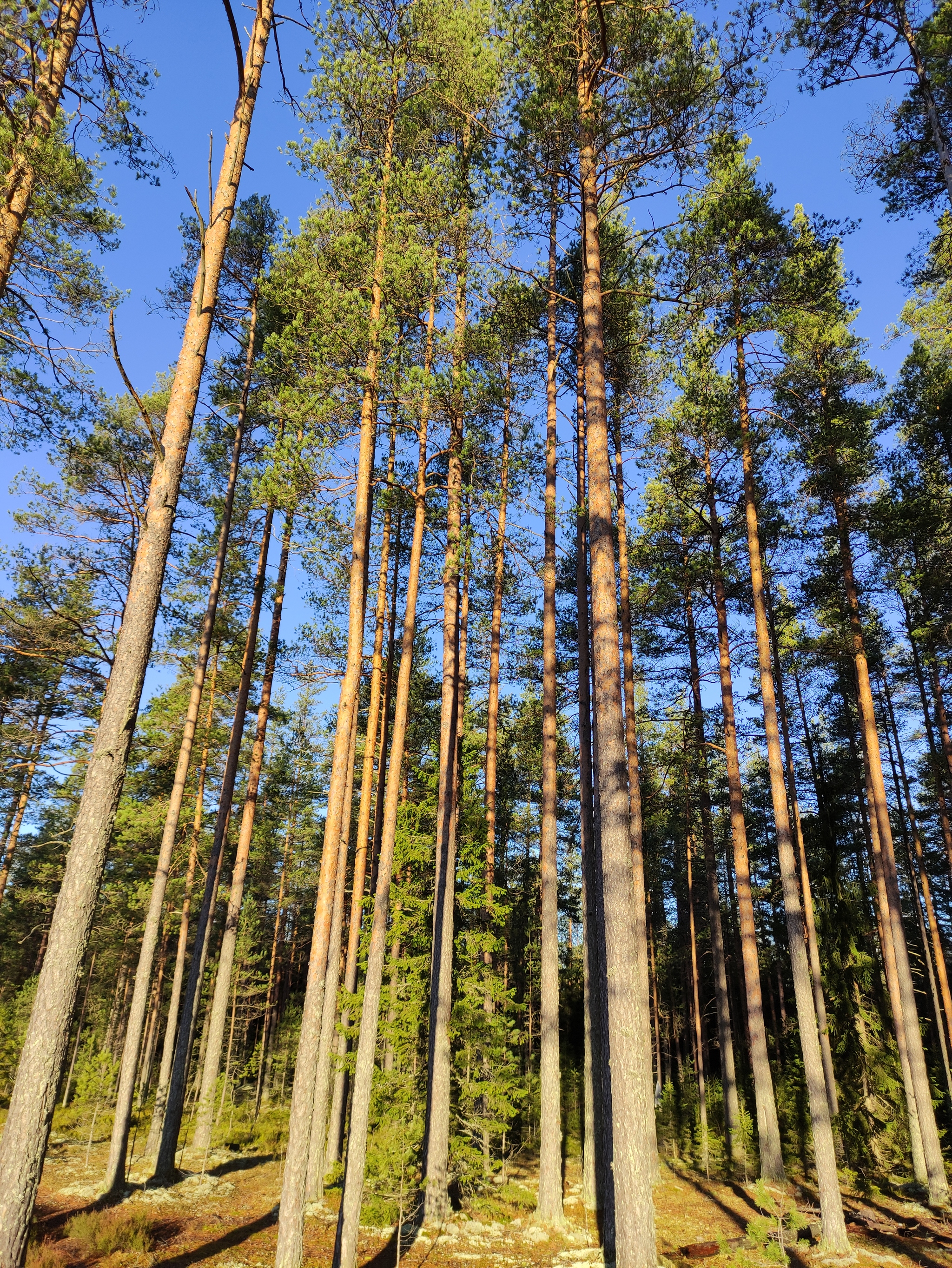 PVD in Zakhodskoye - My, Forest, Leningrad region, Autumn, Hike, Cowberry, November, Longpost, The photo