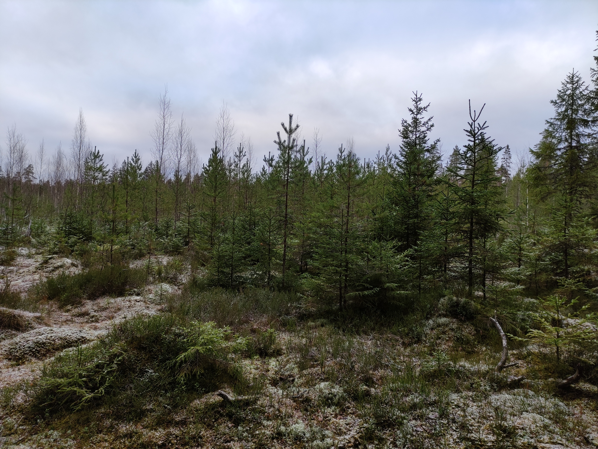 PVD in Zakhodskoye - My, Forest, Leningrad region, Autumn, Hike, Cowberry, November, Longpost, The photo