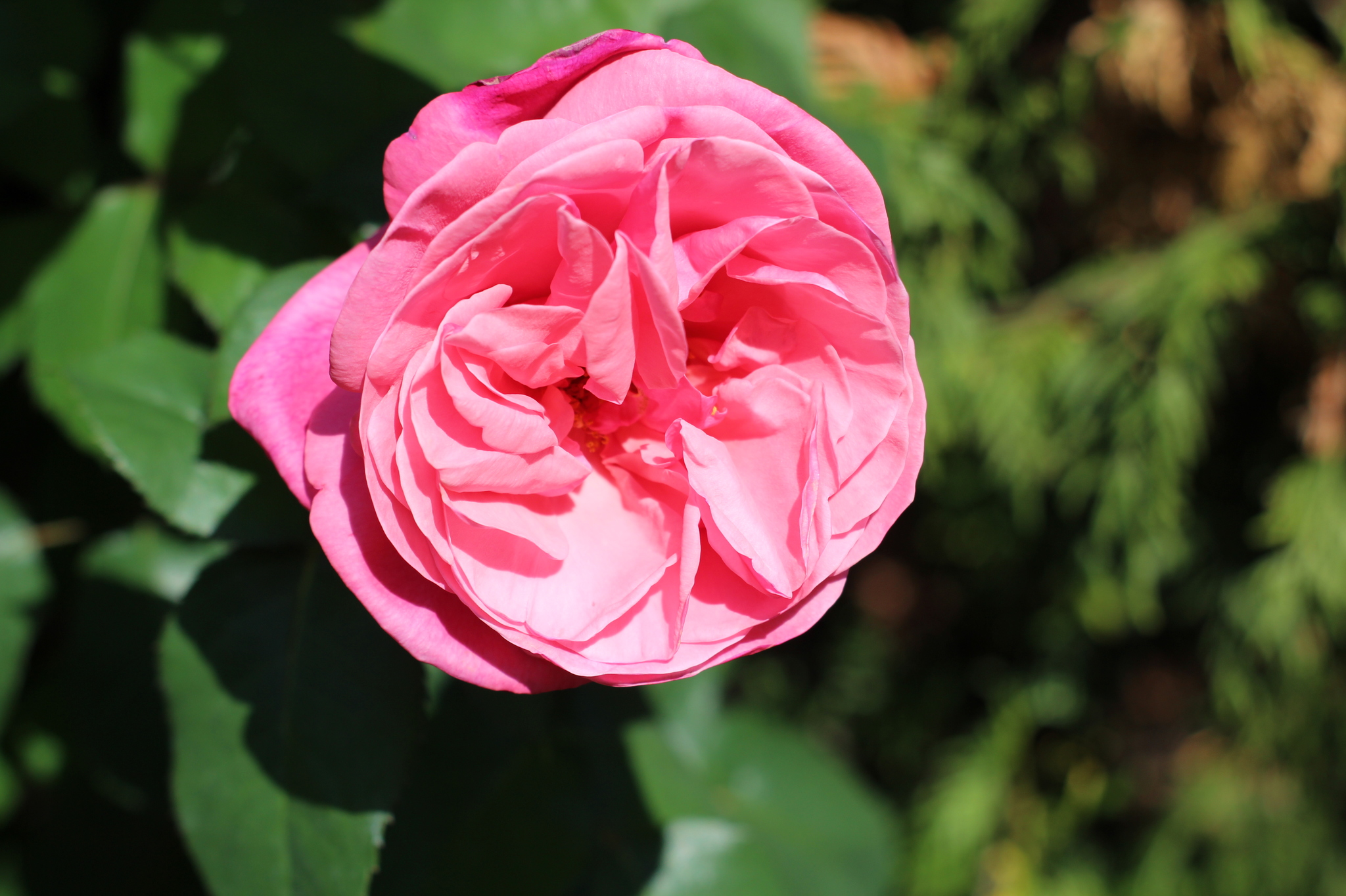 Summer is in your feed - My, The photo, Summer, Garden, Flowers, the Rose, Bells, Amateur photography, Canon, Longpost