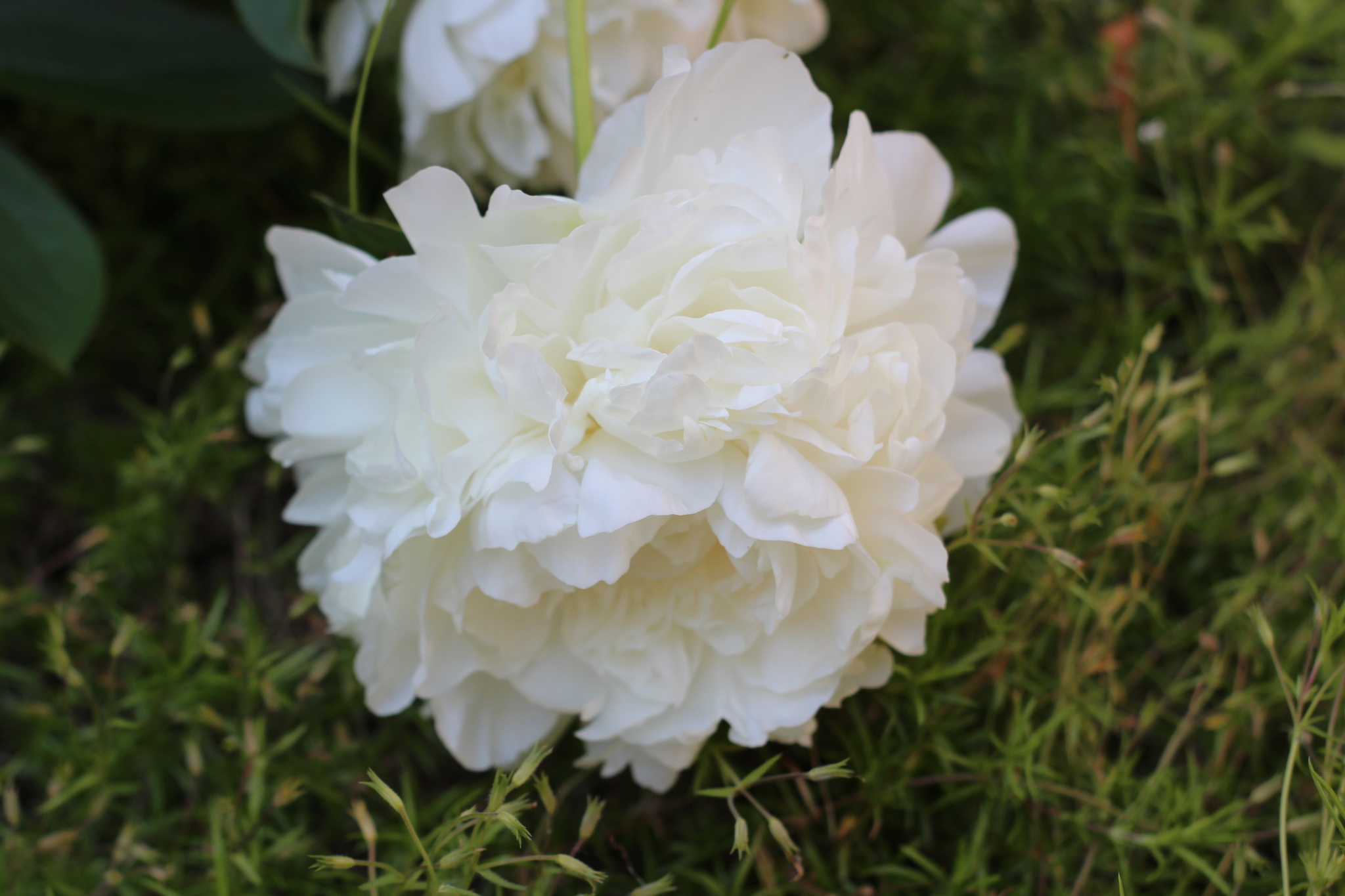 Summer is in your feed - My, The photo, Summer, Garden, Flowers, the Rose, Bells, Amateur photography, Canon, Longpost