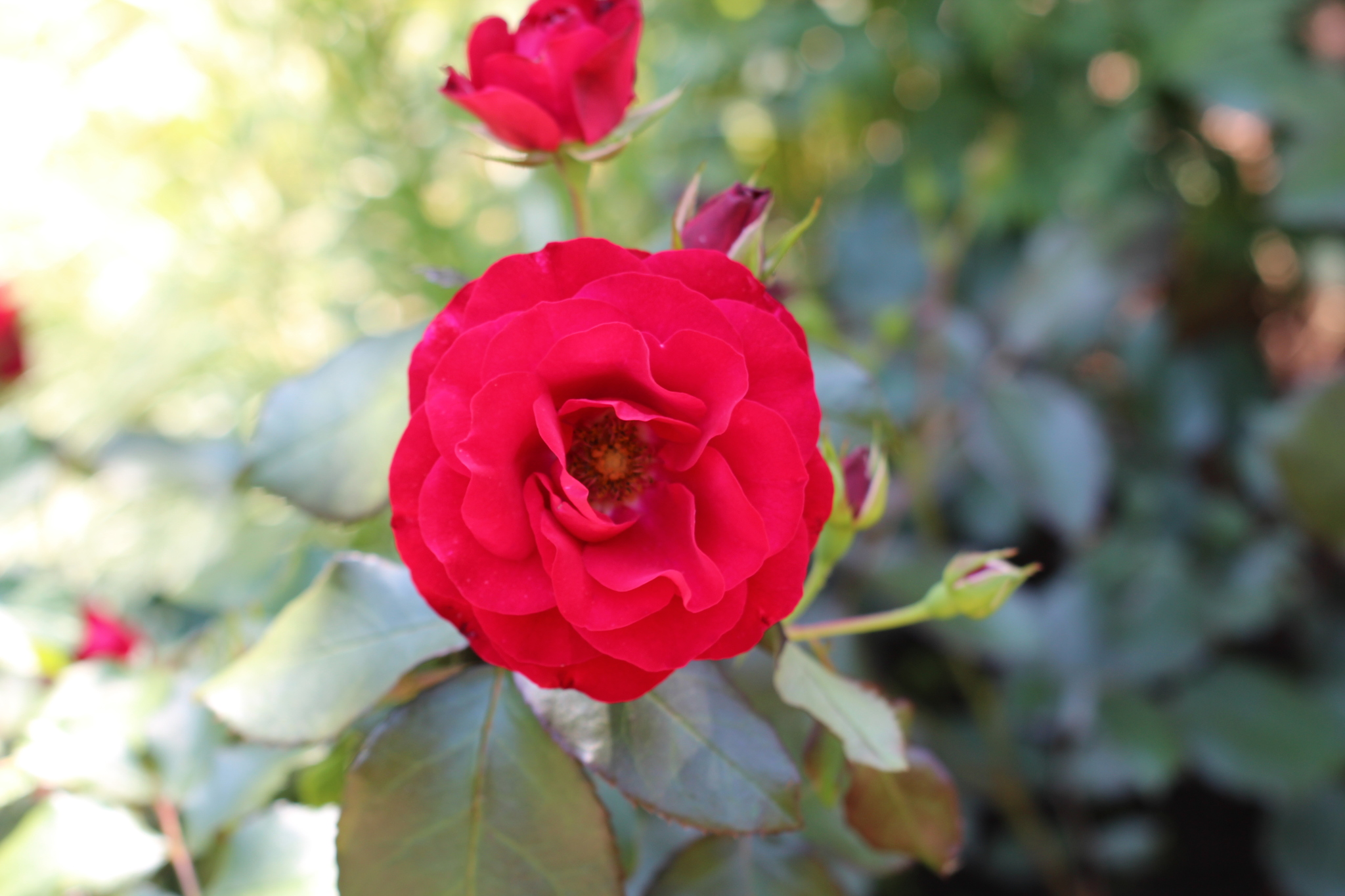 Summer is in your feed - My, The photo, Summer, Garden, Flowers, the Rose, Bells, Amateur photography, Canon, Longpost