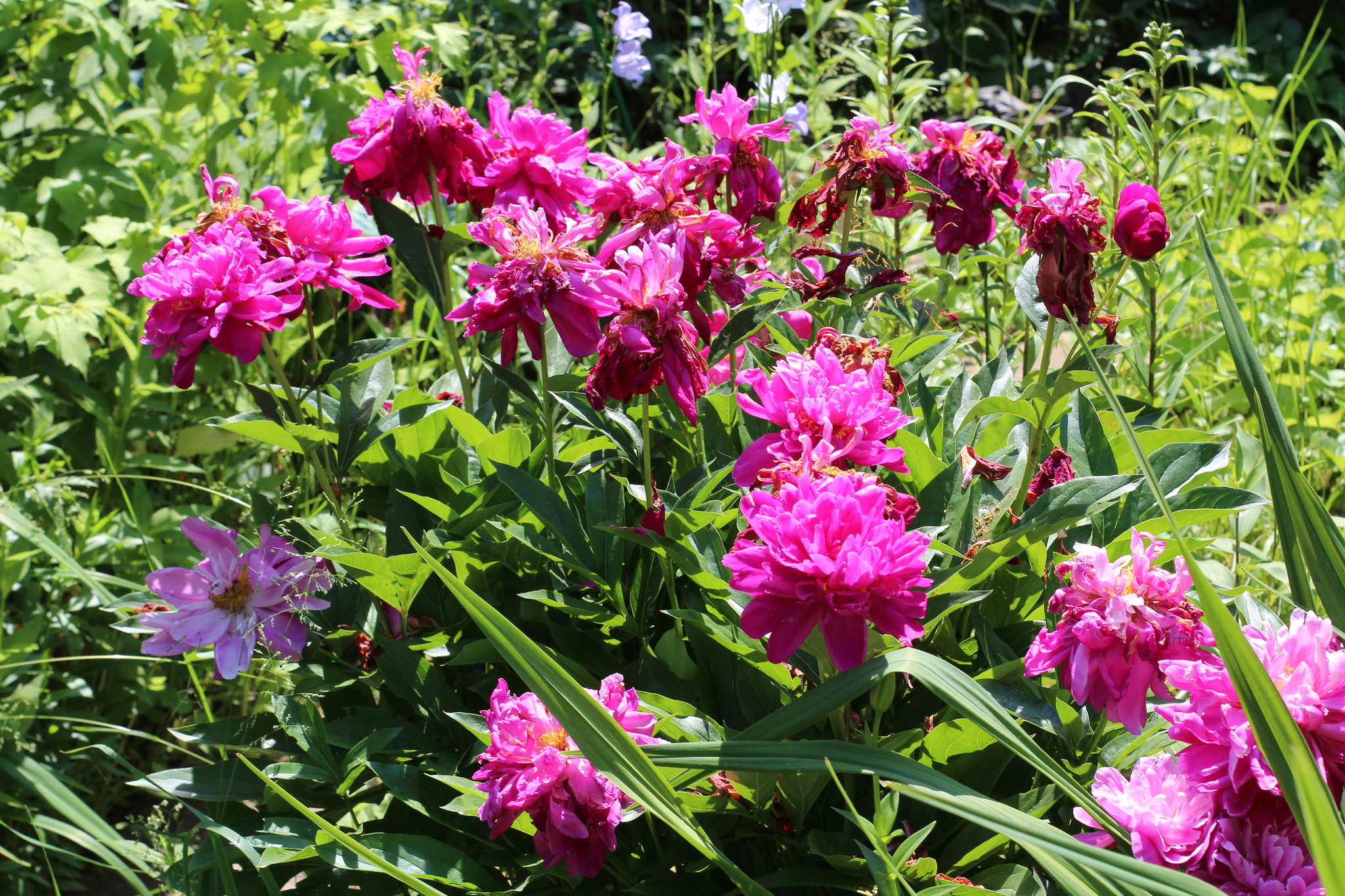 Summer is in your feed - My, The photo, Summer, Garden, Flowers, the Rose, Bells, Amateur photography, Canon, Longpost