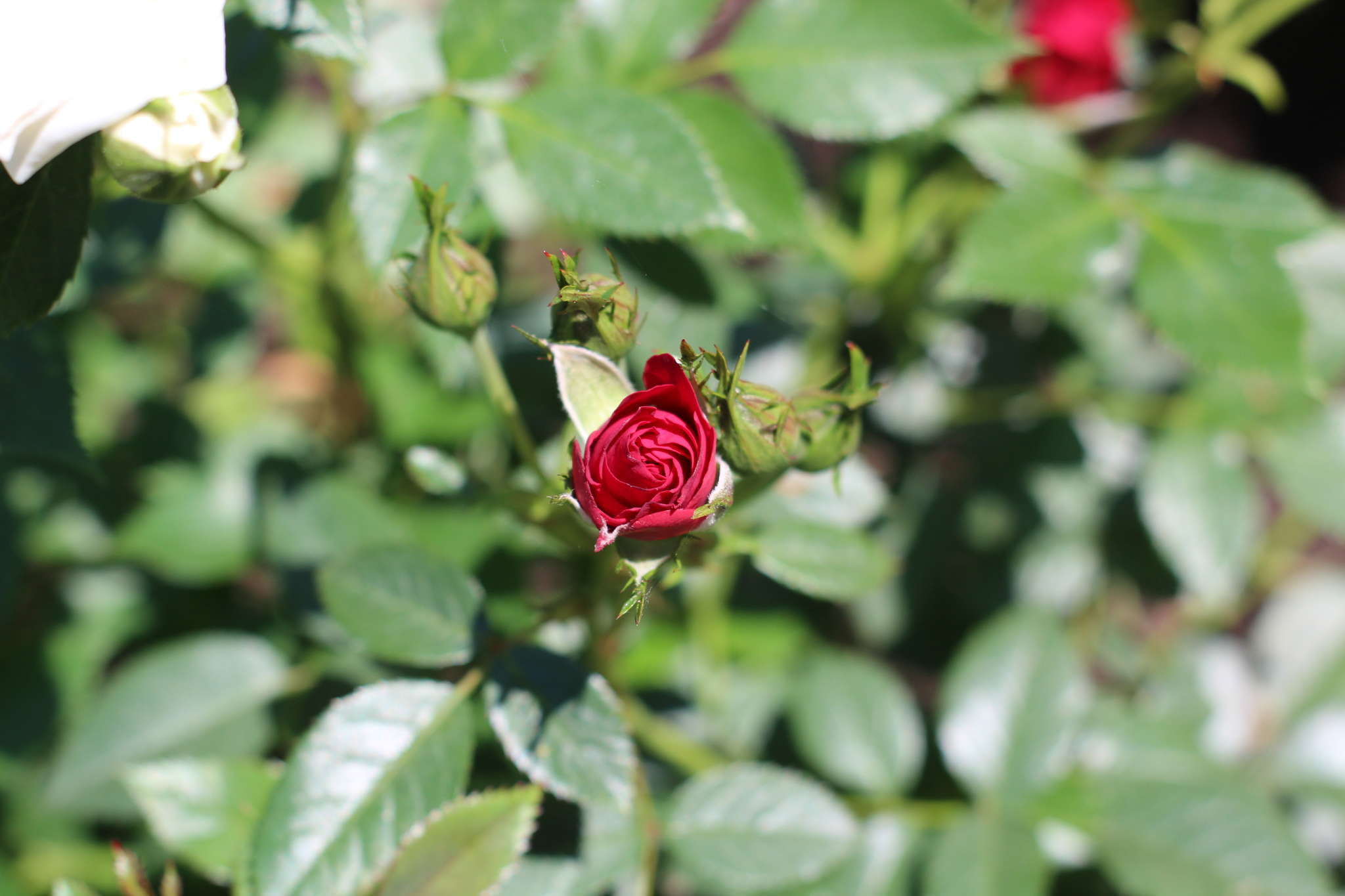 Summer is in your feed - My, The photo, Summer, Garden, Flowers, the Rose, Bells, Amateur photography, Canon, Longpost