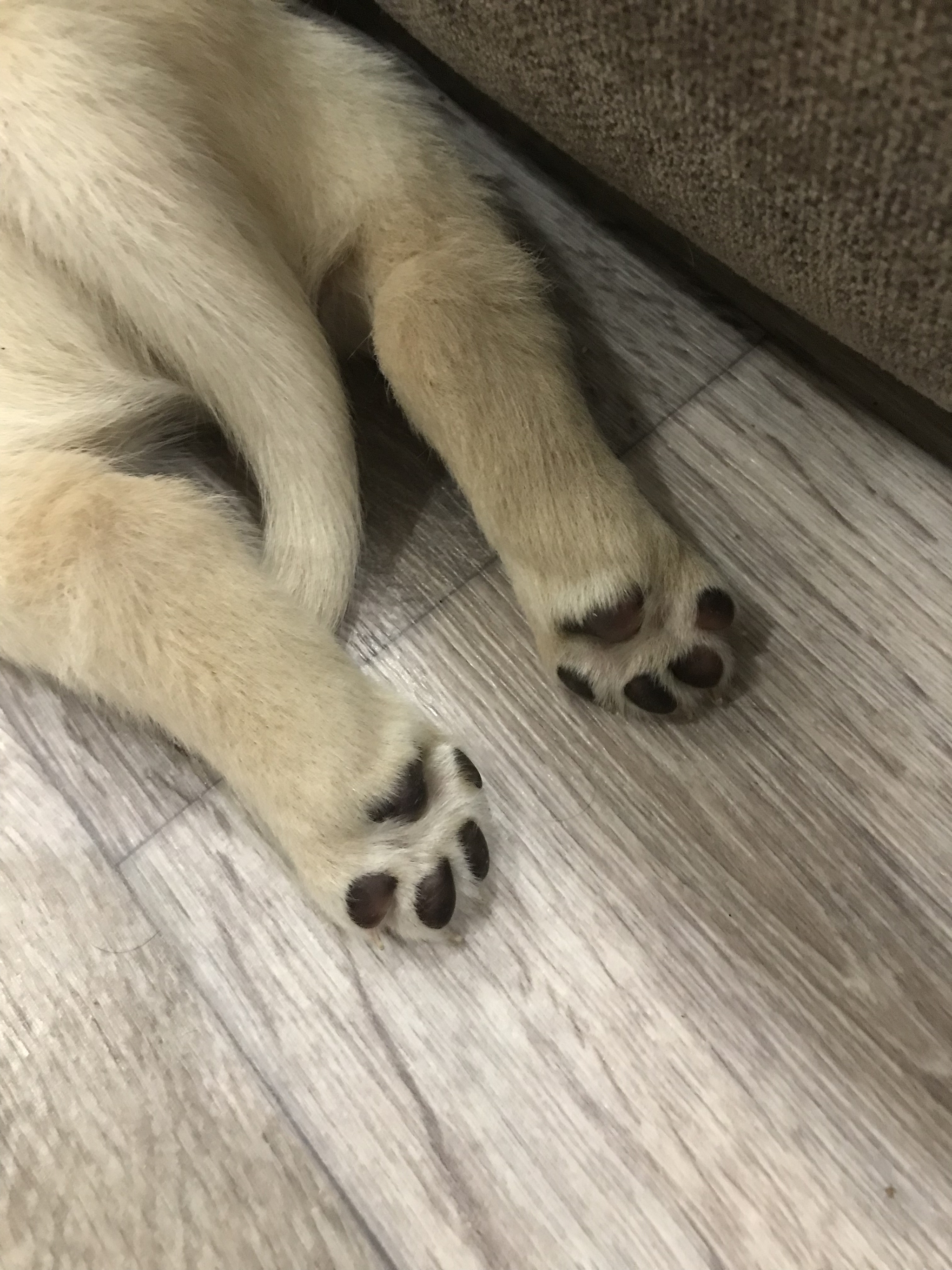 Lump of happiness (labrador) - My, Labrador, Puppies, Retriever, Longpost, Dog