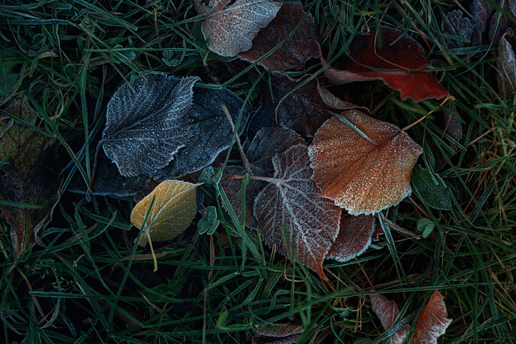 On the hot trail of autumn - My, Leaves, Autumn, The photo, Longpost