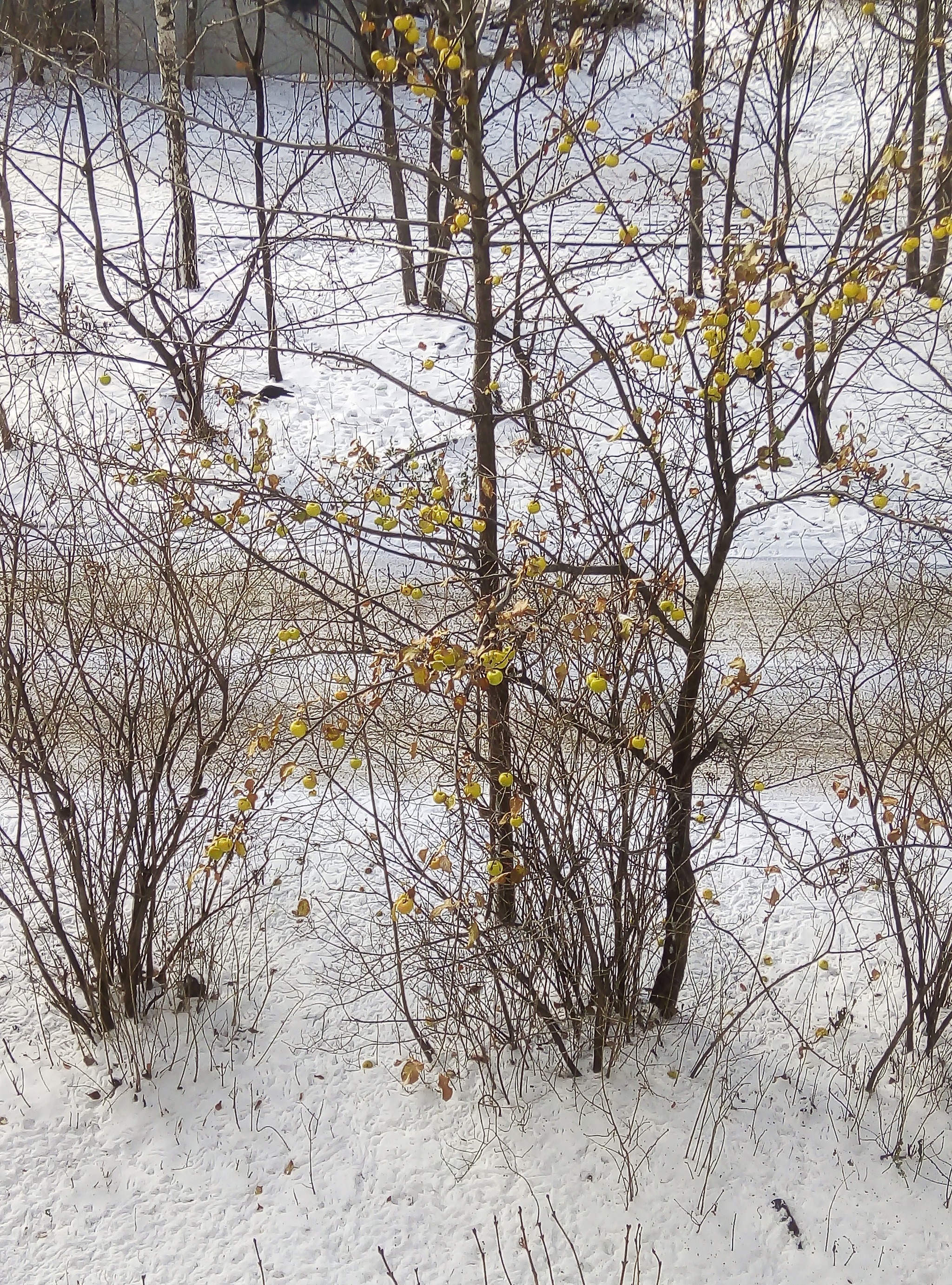 Just apples outside the window - My, View from the window, Samara, Apples, Video, Longpost