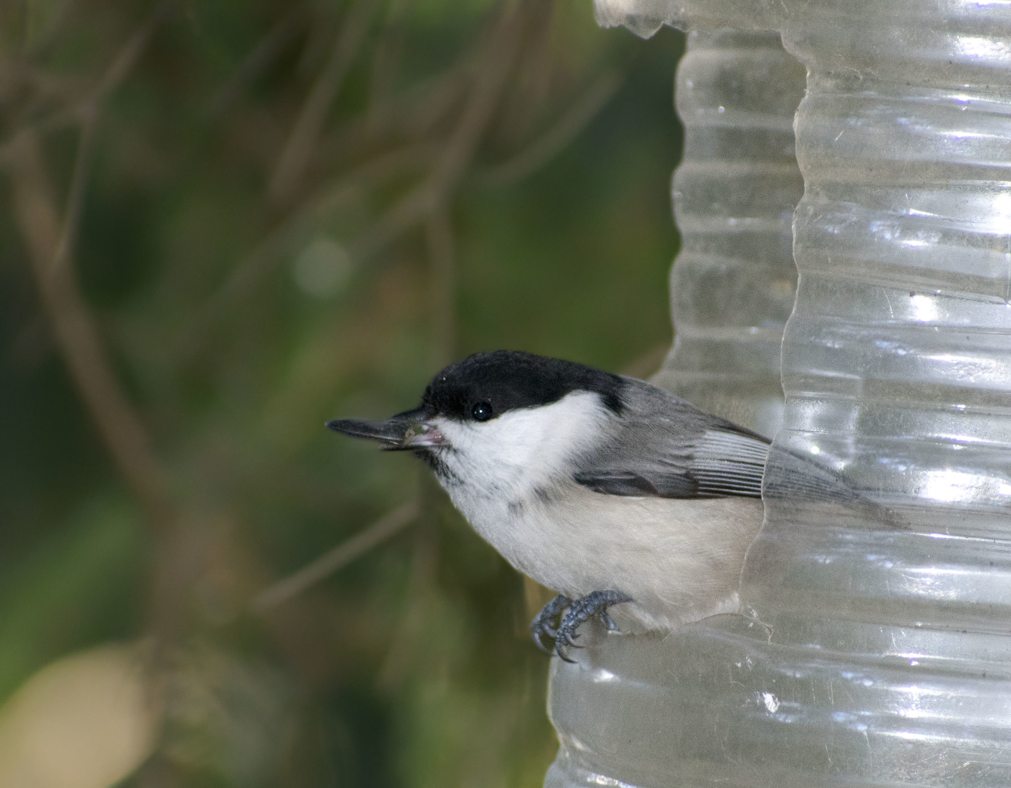 Miscellaneous. - My, Birds, Hobby, Nature, The nature of Russia, Photo hunting, Autumn, Schelkovo, Travels, Animals, Longpost