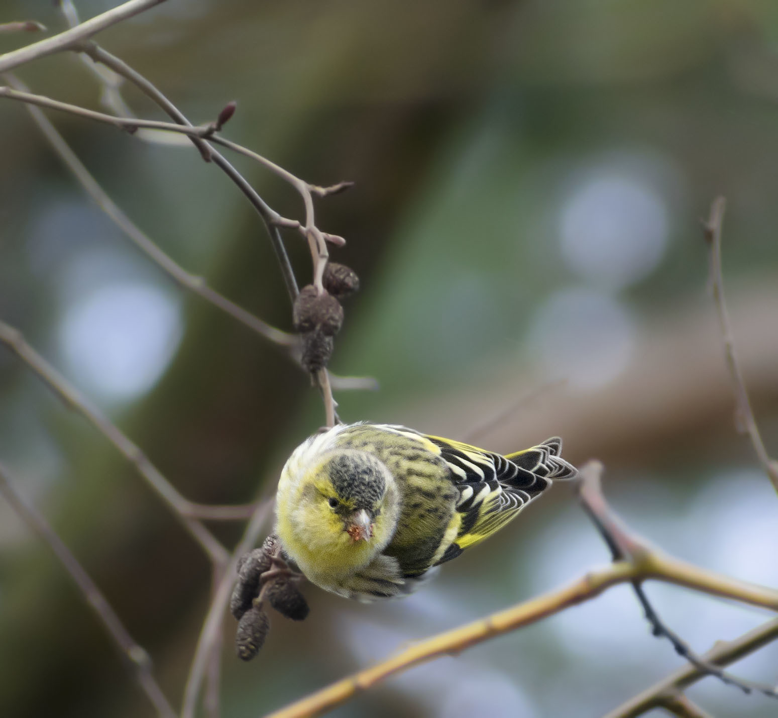 Miscellaneous. - My, Birds, Hobby, Nature, The nature of Russia, Photo hunting, Autumn, Schelkovo, Travels, Animals, Longpost