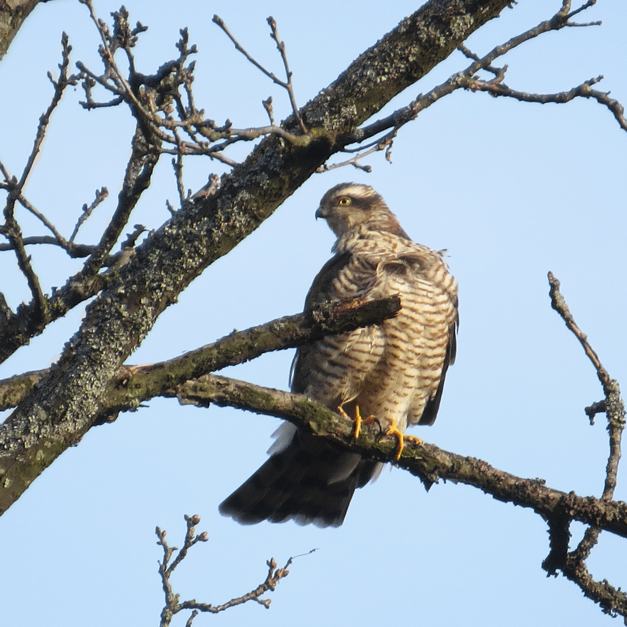 Miscellaneous. - My, Birds, Hobby, Nature, The nature of Russia, Photo hunting, Autumn, Schelkovo, Travels, Animals, Longpost