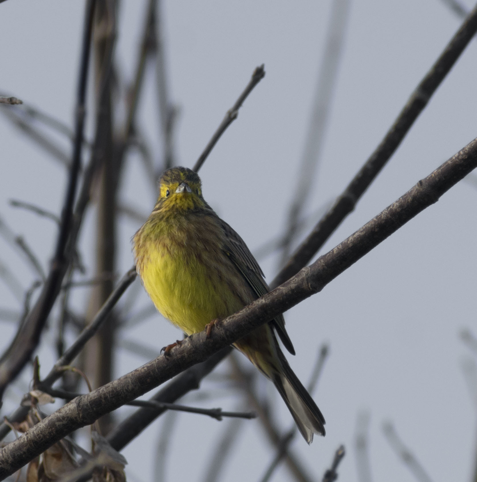 Miscellaneous. - My, Birds, Hobby, Nature, The nature of Russia, Photo hunting, Autumn, Schelkovo, Travels, Animals, Longpost