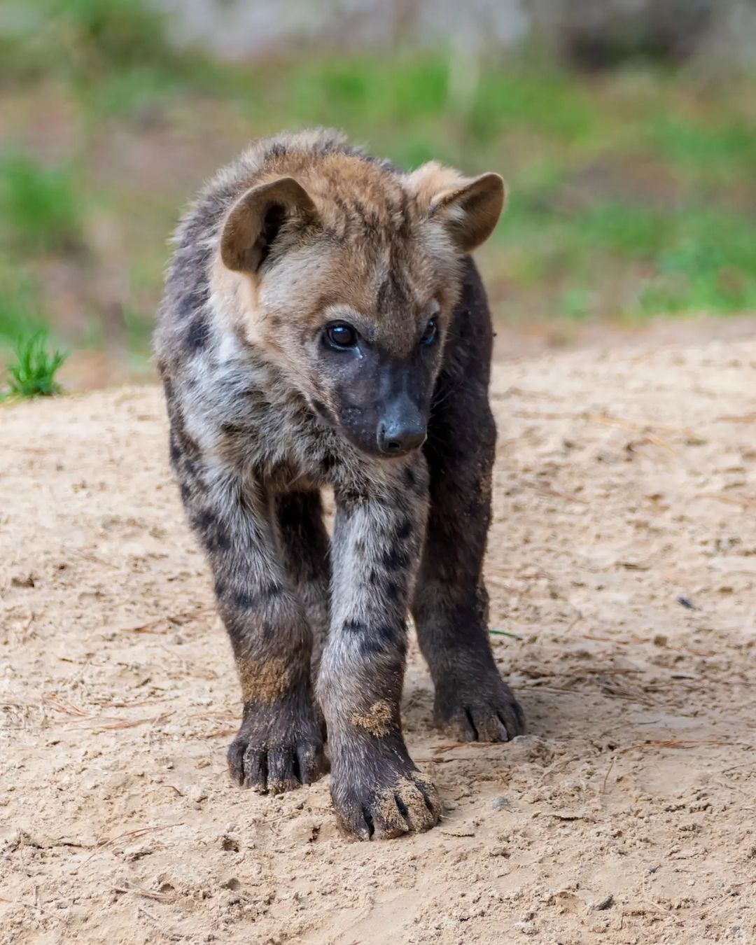 Shy - Spotted Hyena, Hyena, Predatory animals, Wild animals, Zoo, The photo, Young, Milota