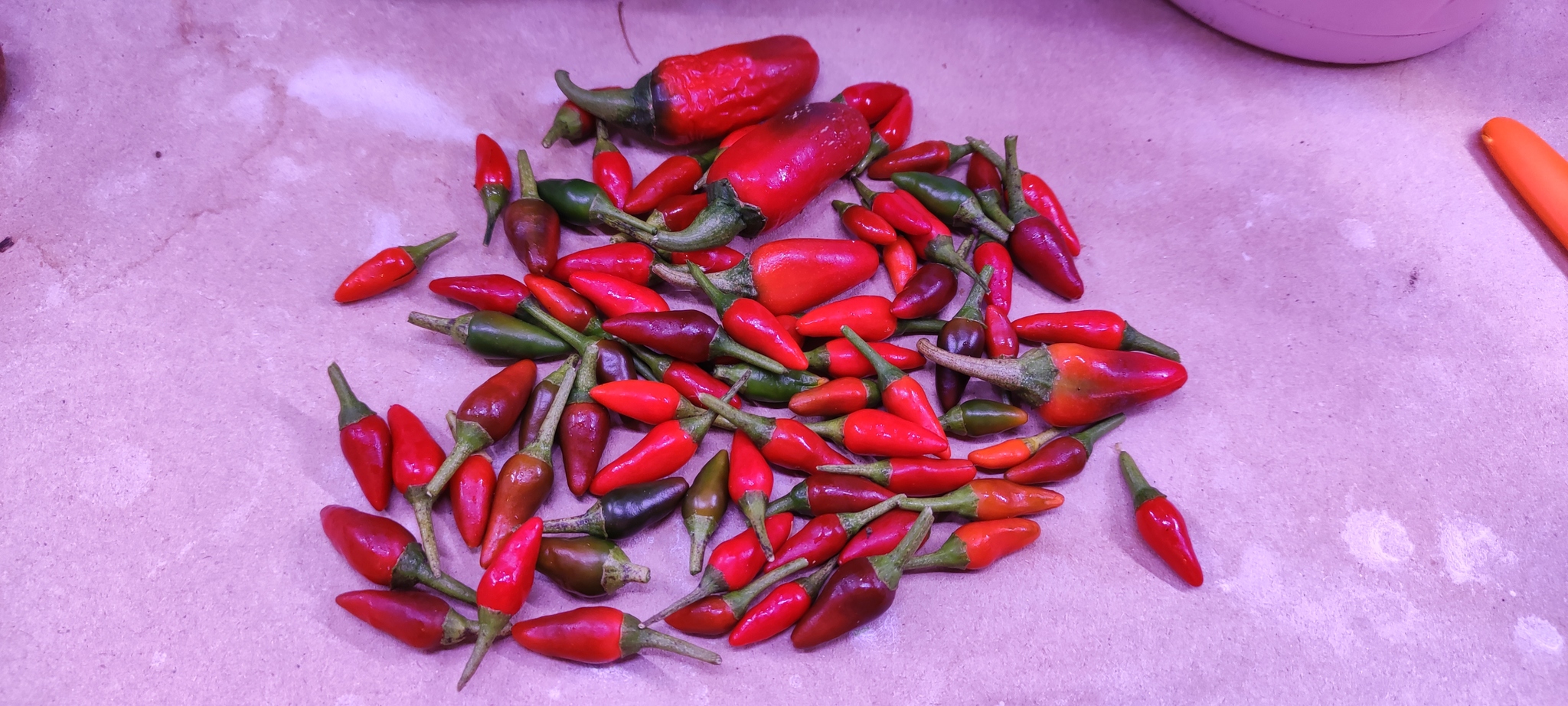 My first result - My, Hot peppers, Pepper farming