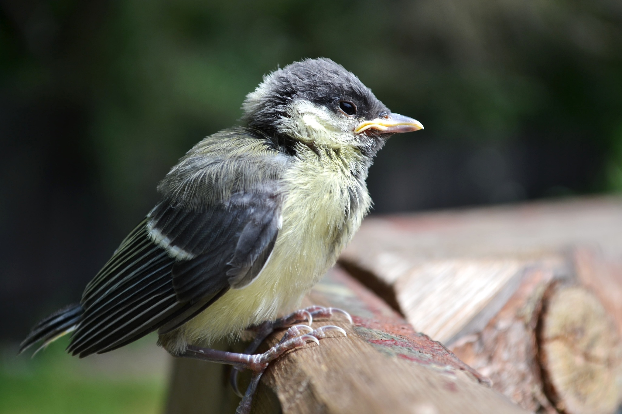 Nestling - The photo, Chick