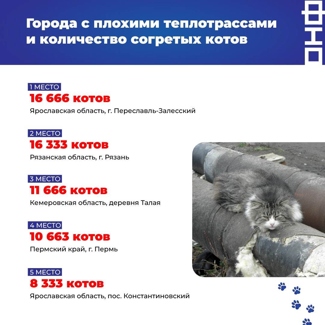 On heating mains with damaged insulation, 220,000 fat cats can keep warm. - My, news, Housing and communal services, Humor, cat, Fat cats, Society, Animals, Animal protection, Pereslavl-Zalessky, Ryazan, Kemerovo region - Kuzbass, Perm Territory, Permian, Yaroslavskaya oblast, Altai region, Barnaul, Stavropol region, Transbaikalia, Longpost