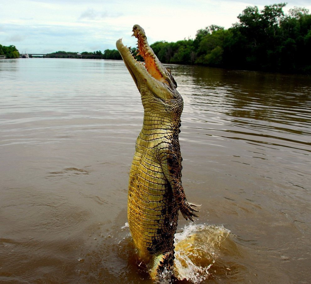 Может ли крокодил лизнуть вас перед тем, как съесть? | Пикабу