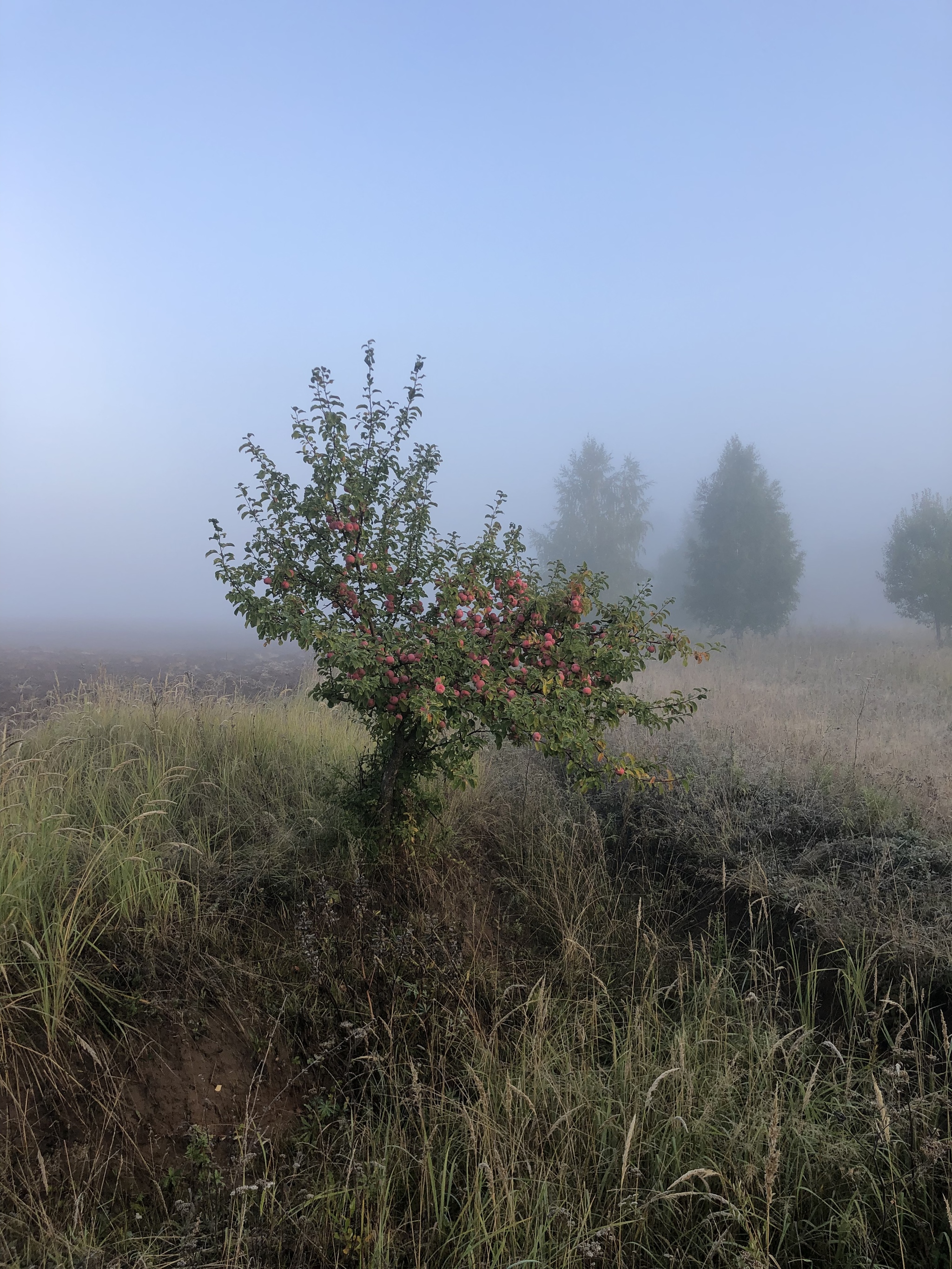 A little bit of autumn - My, Autumn, Fog, beauty of nature