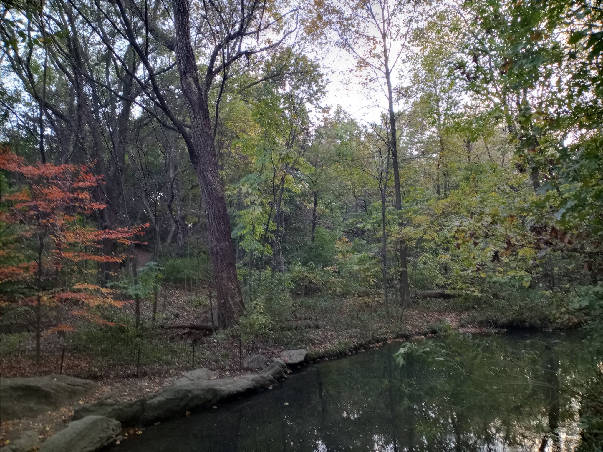 Autumn walk in New York - My, Walk, Laziness, The horizon is littered, Longpost, Autumn, New York