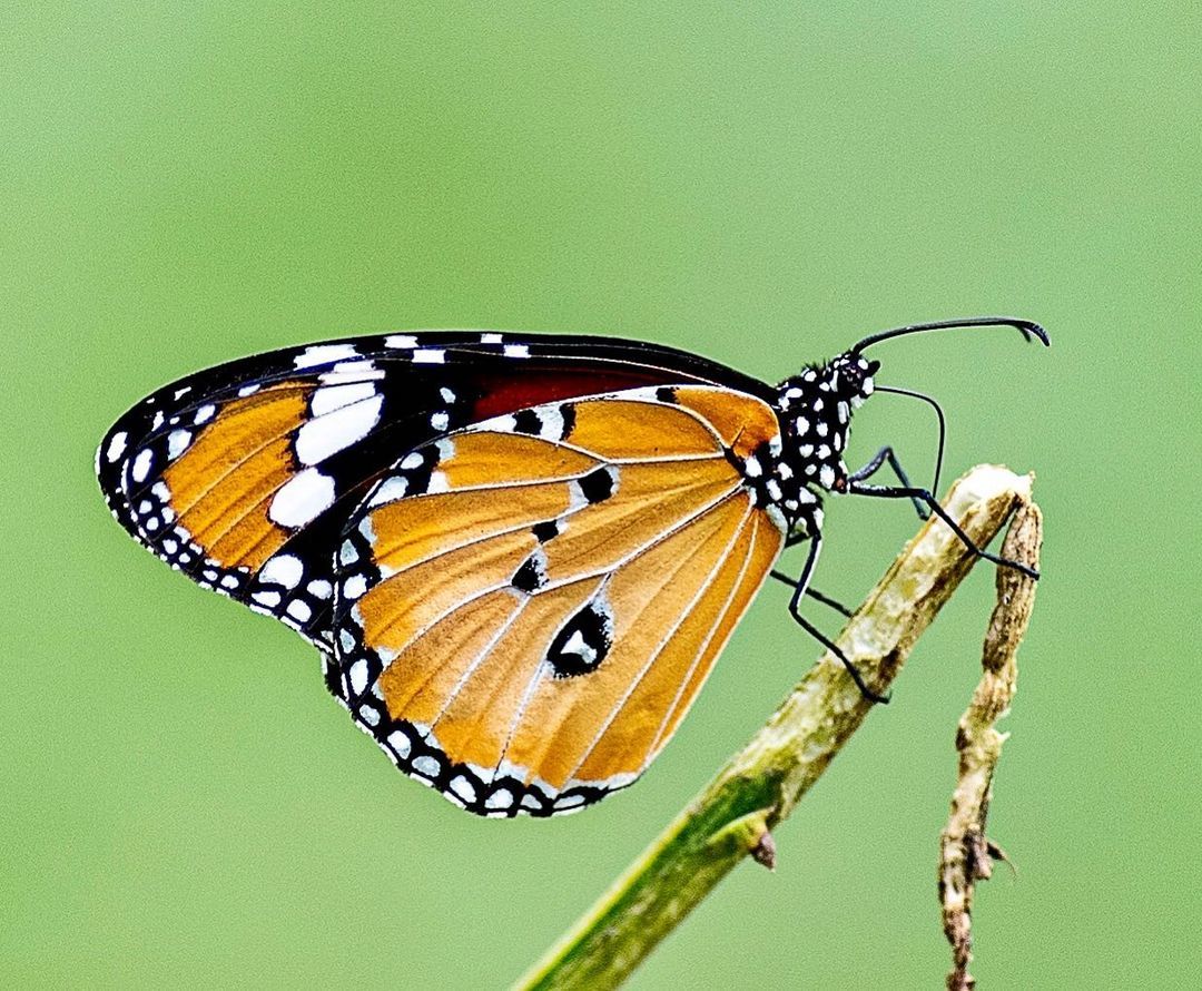 Butterflies - Butterfly, Insects, Wild animals, Asia, India, The photo, Longpost