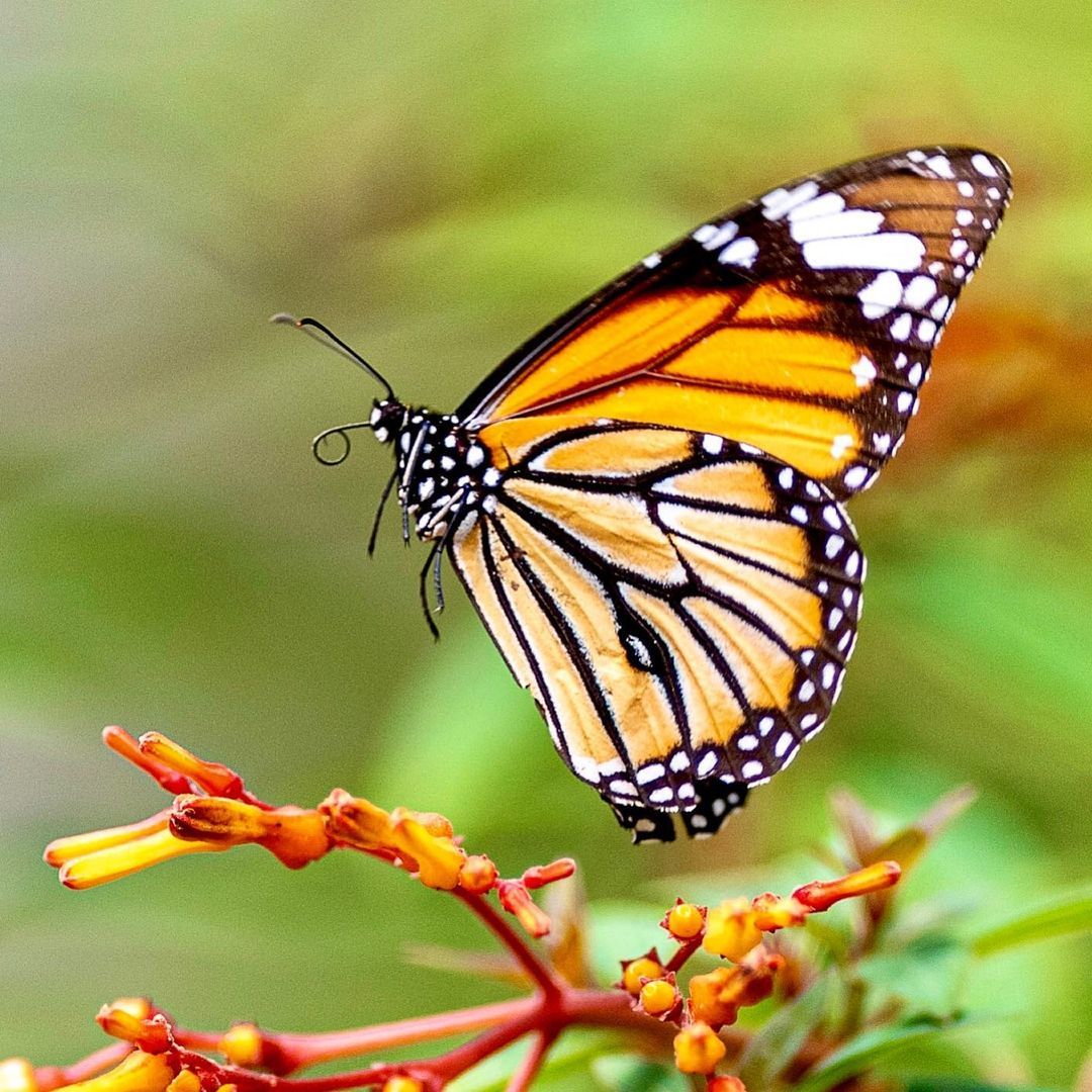 Butterflies - Butterfly, Insects, Wild animals, Asia, India, The photo, Longpost