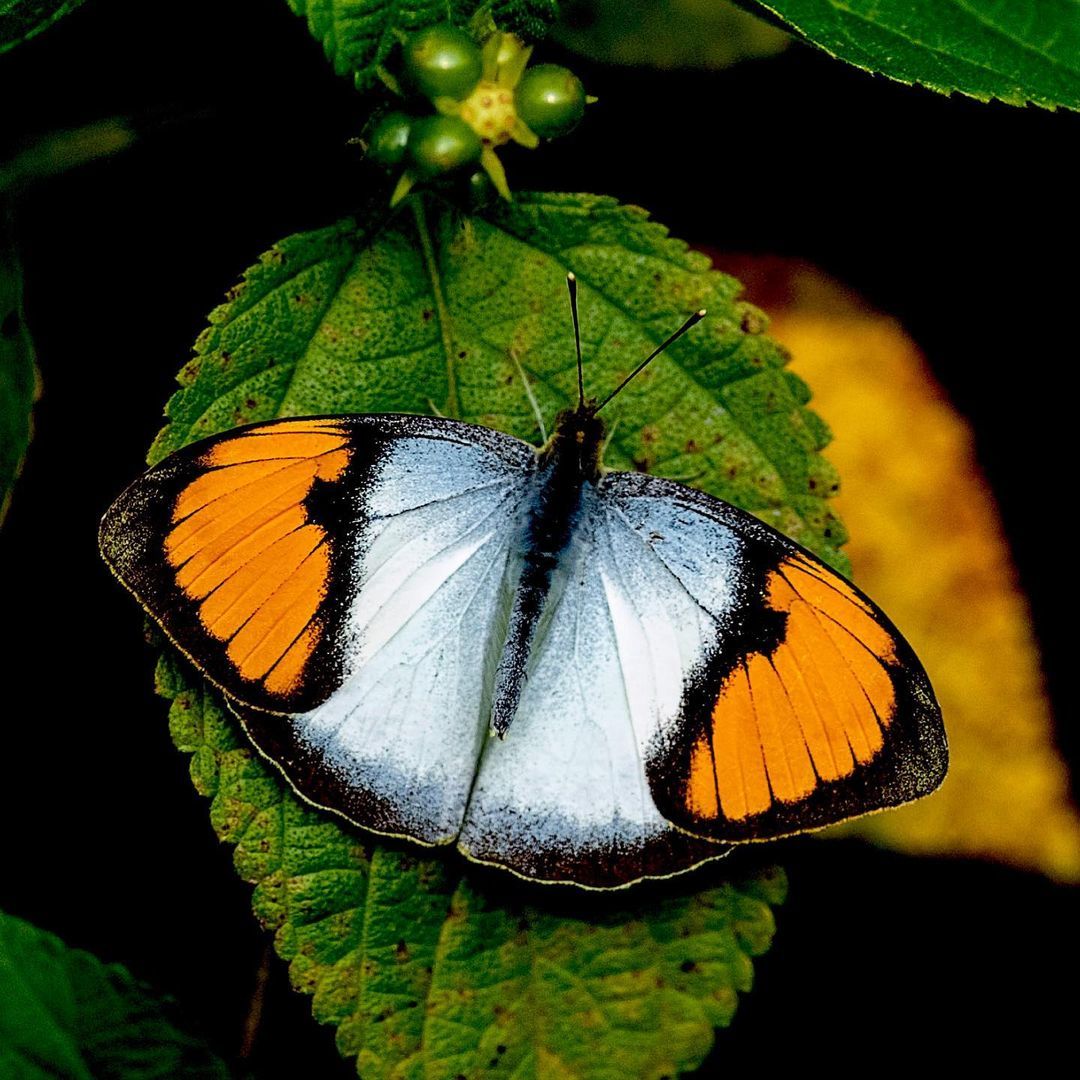 Butterflies - Butterfly, Insects, Wild animals, Asia, India, The photo, Longpost