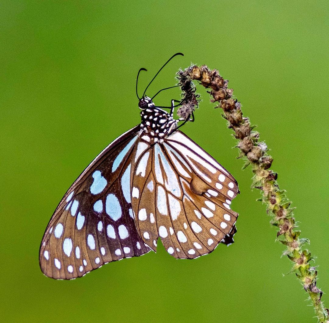 Butterflies - Butterfly, Insects, Wild animals, Asia, India, The photo, Longpost