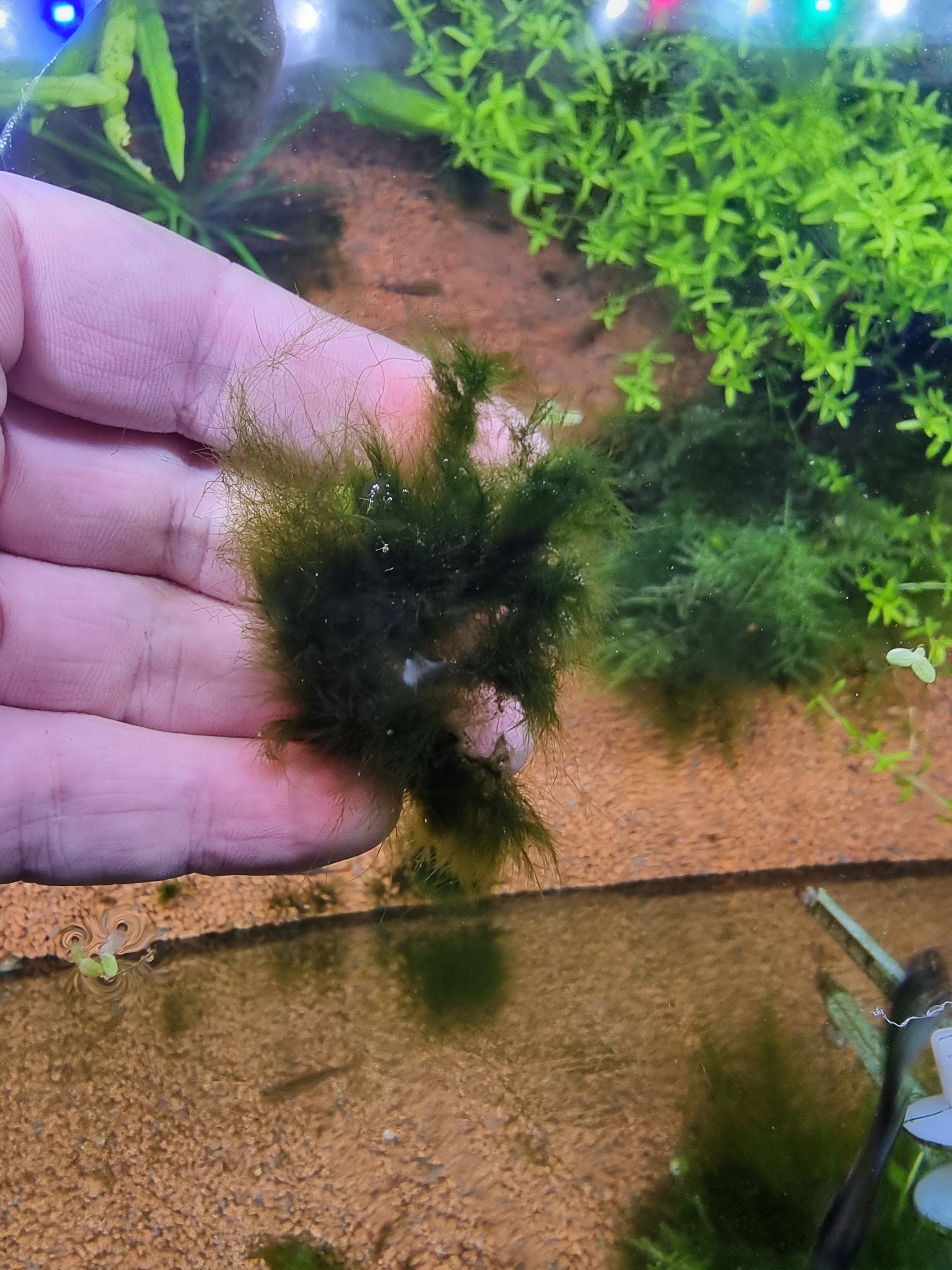 What is it, and how to deal with it? - My, Seaweed, Help, Aquarium, Longpost