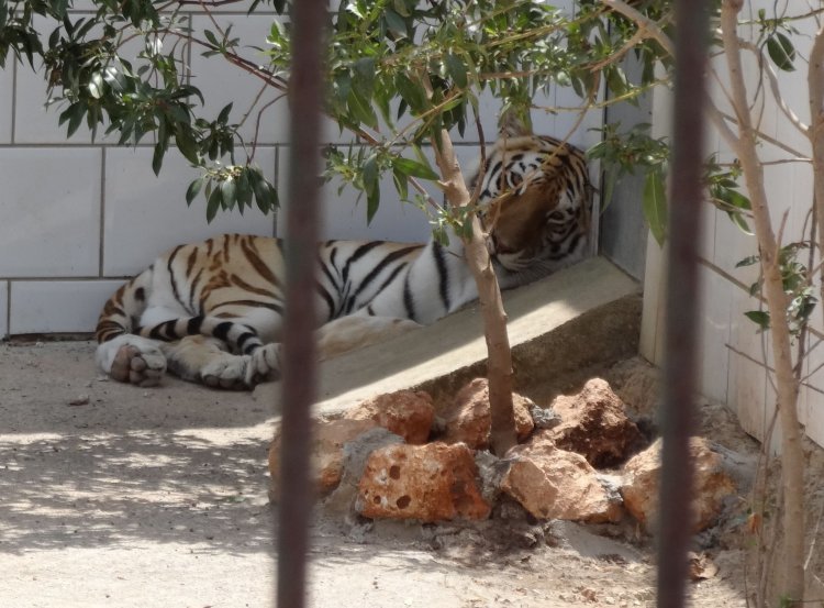 Hungry winter and freezing rains can drive Amur tigers to people - Tiger, Amur tiger, Cat family, Predatory animals, Wild animals, Boar, Mining, Winter, Дальний Восток, Helping animals, African swine fever, Area