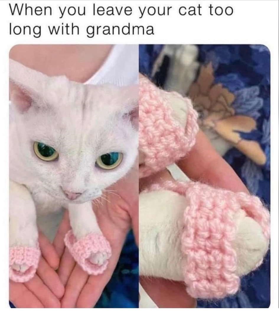 Grandma may - cat, Grandmother, Knitting, Slippers