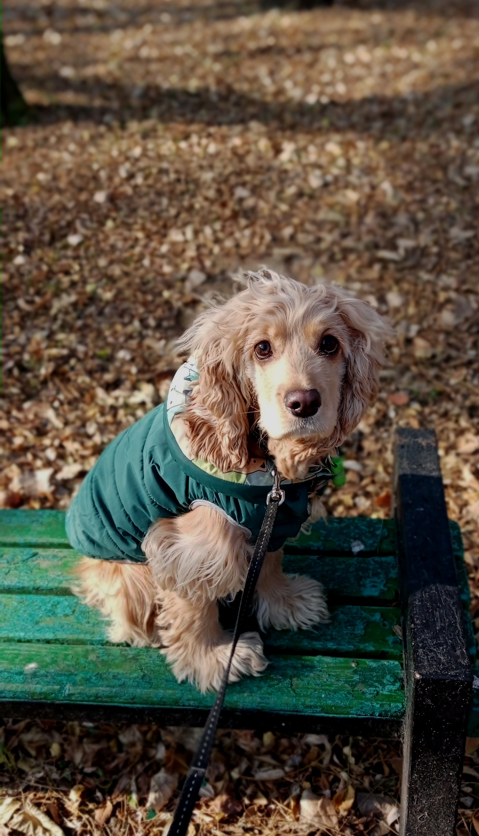 dog and autumn - My, Dog, Cocker Spaniel