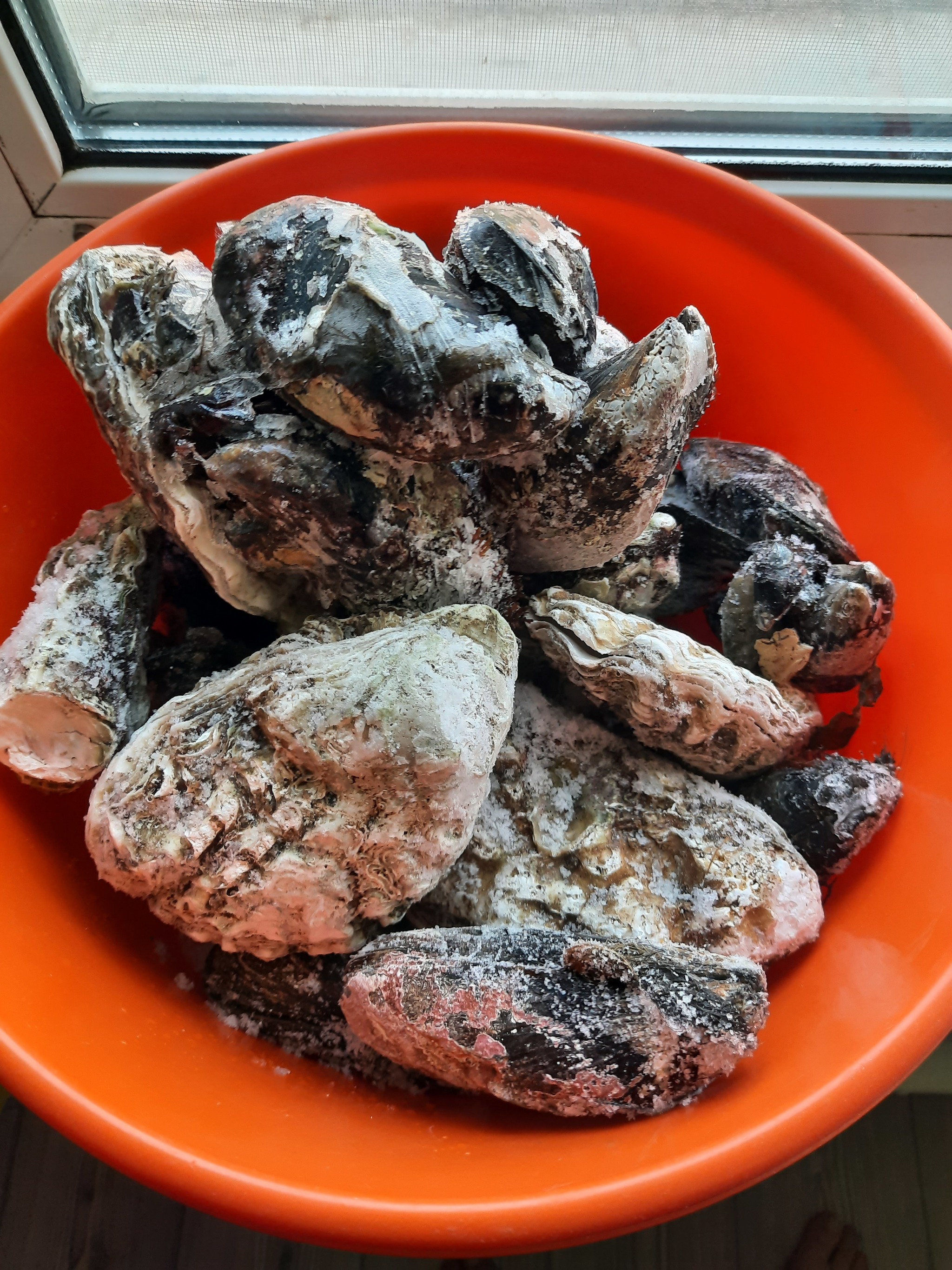 Kind with healthy - Oysters, Mussels, Walk, Gifts of the sea, Sea, My